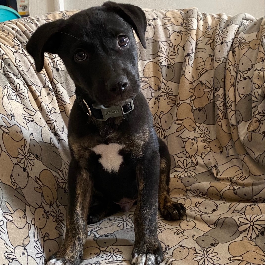 Enlarge Oliver, an adoptable mixed breed in Irmo, SC image 3/3