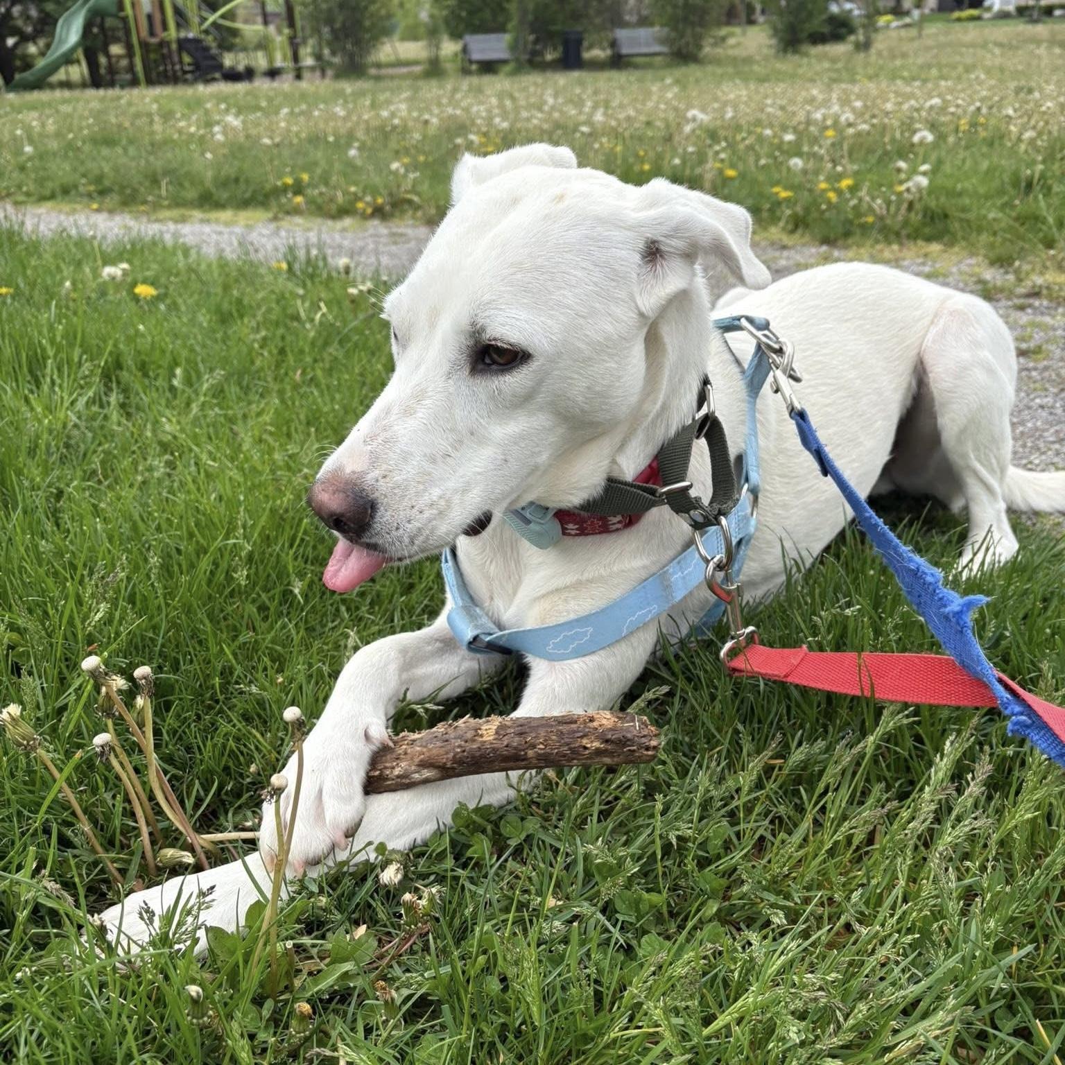 Billy, Adoptable, Young Male Mixed Breed & Labrador Retriever.