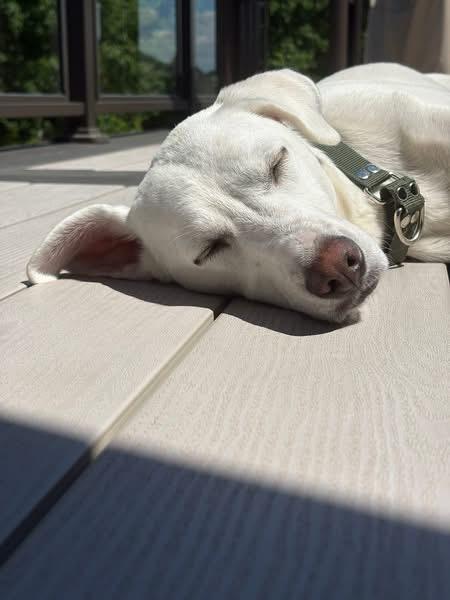 Billy, a Adoptable mixed breed in Woodville, ON image 5/6
