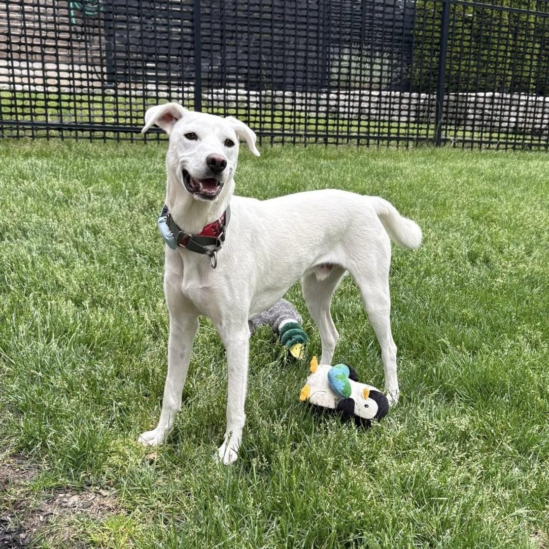 Billy, a Adoptable mixed breed in Woodville, ON image 3/6