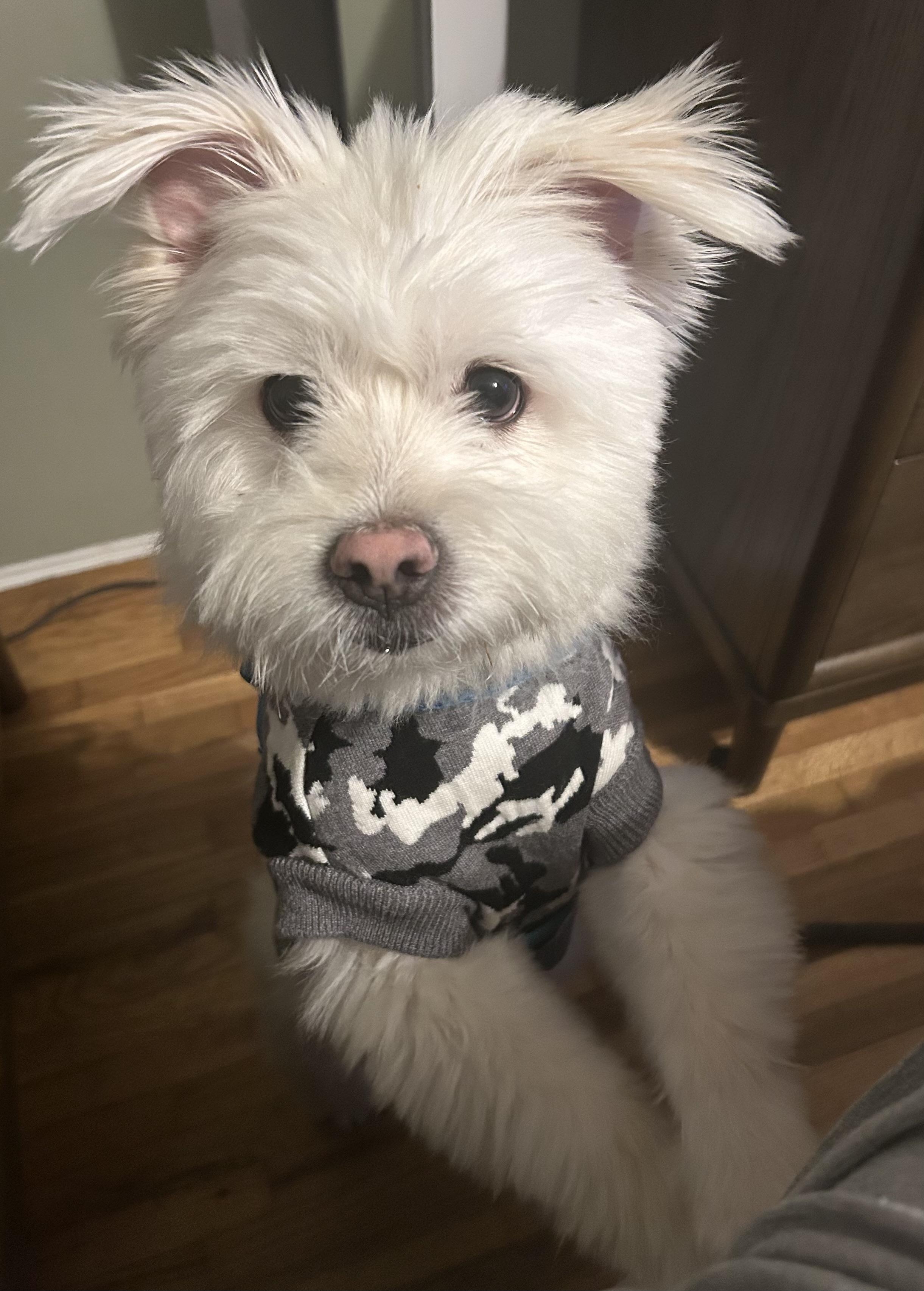 Enlarge Angus, a Adopted mixed breed in Surrey, BC image 1/5