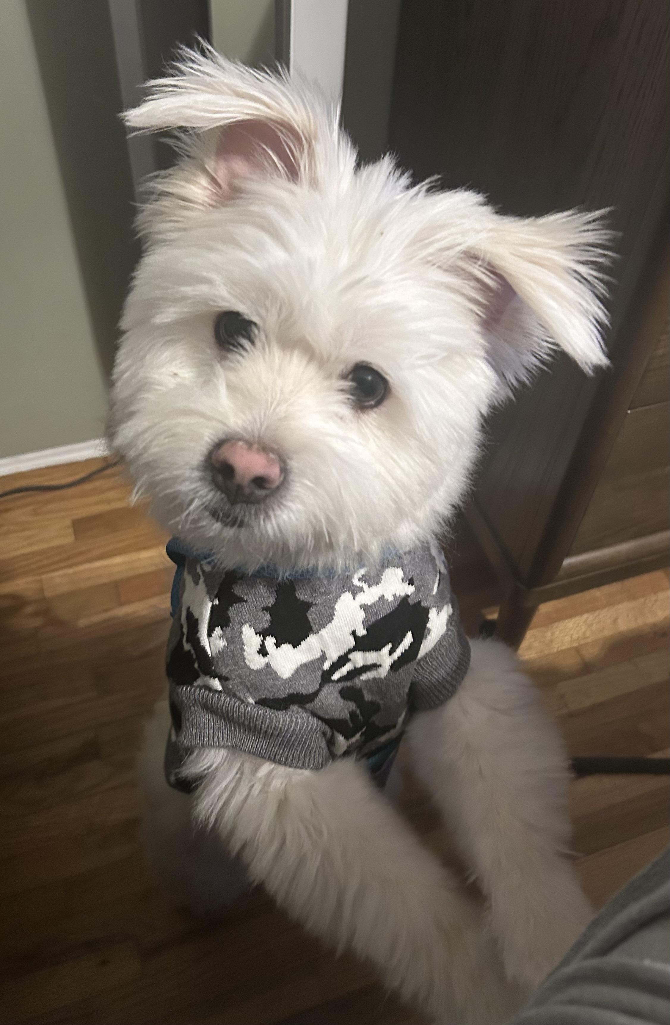 Angus, Adopted, Young Male West Highland White Terrier / Westie & Maltese.