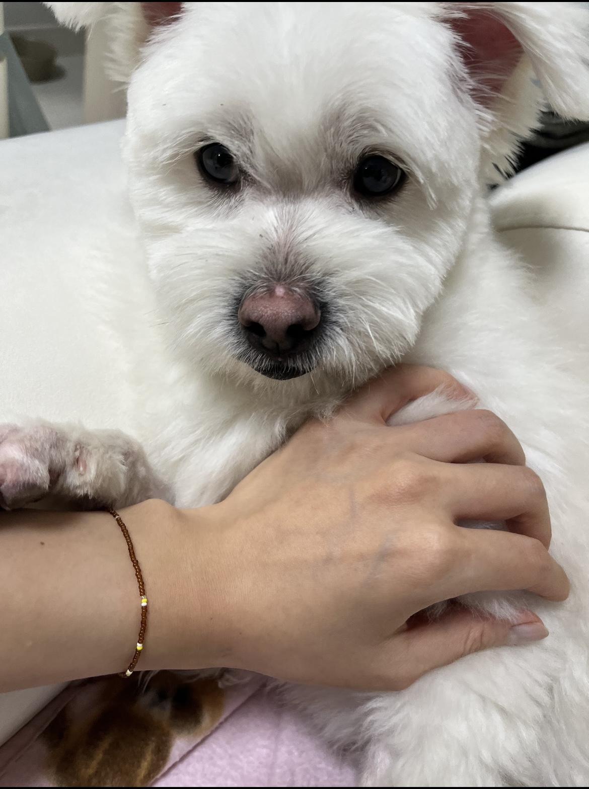 Enlarge Angus, a Adopted mixed breed in Surrey, BC image 3/5