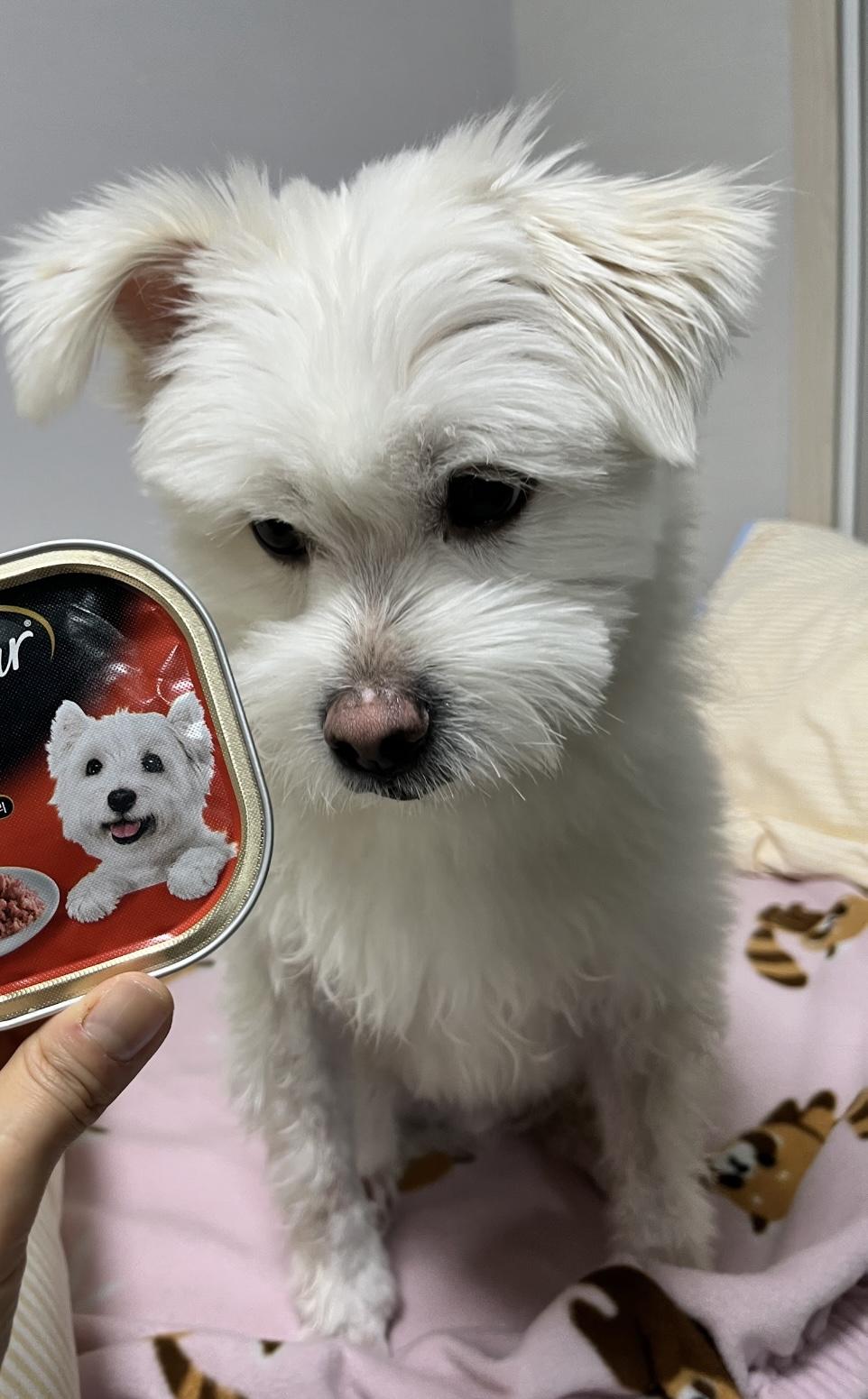 Enlarge Angus, a Adopted mixed breed in Surrey, BC image 5/5