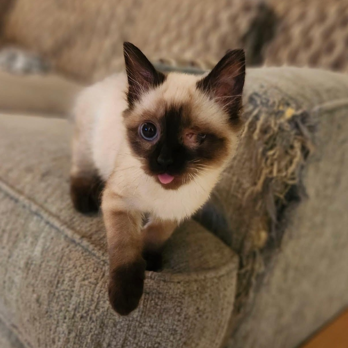 Enlarge Auge, a ADOPTABLE Siamese in South Amboy, NJ image 1/1
