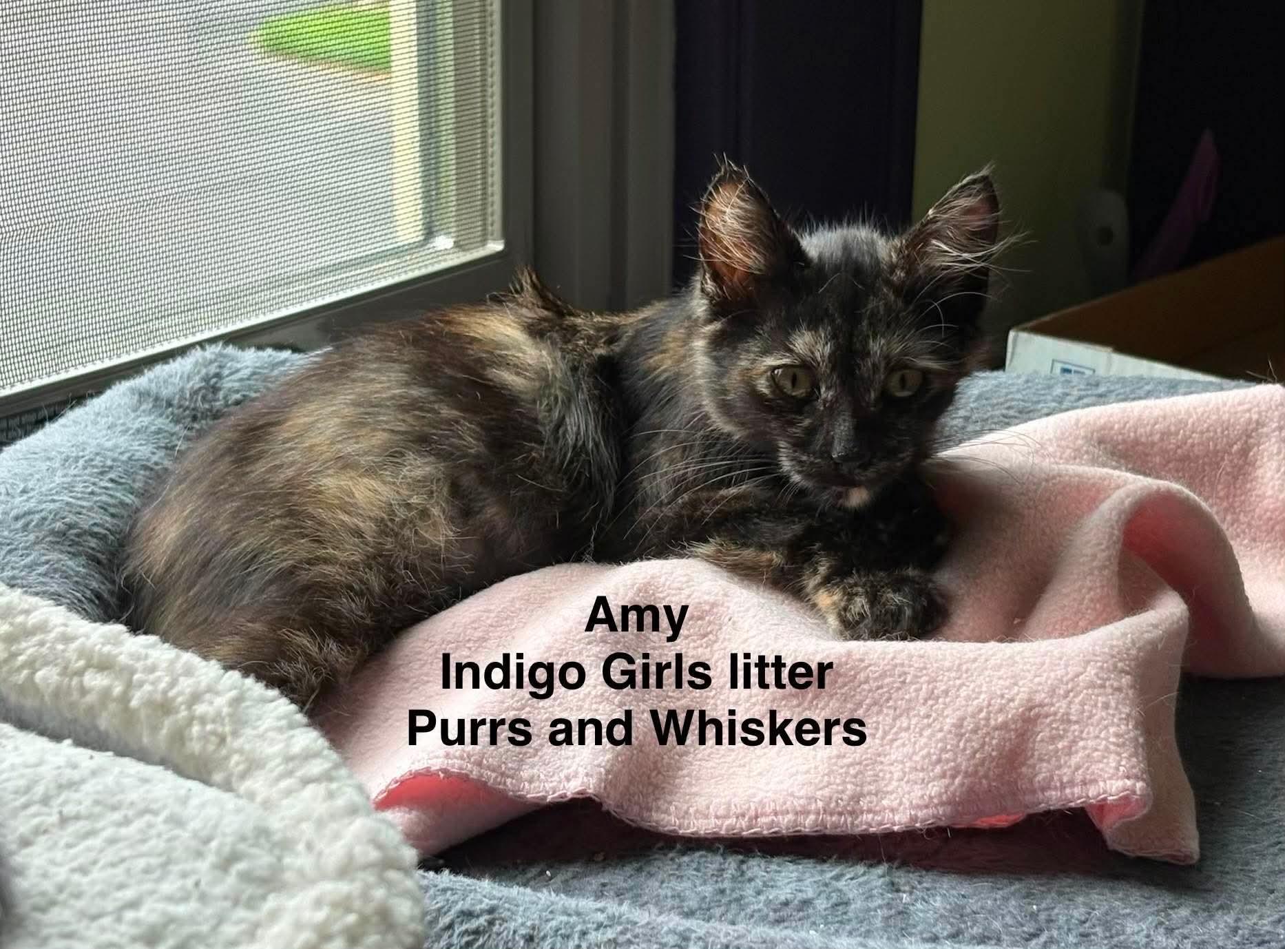 Amy, an adopted Domestic Long Hair in New Hartford, NY image 2/2