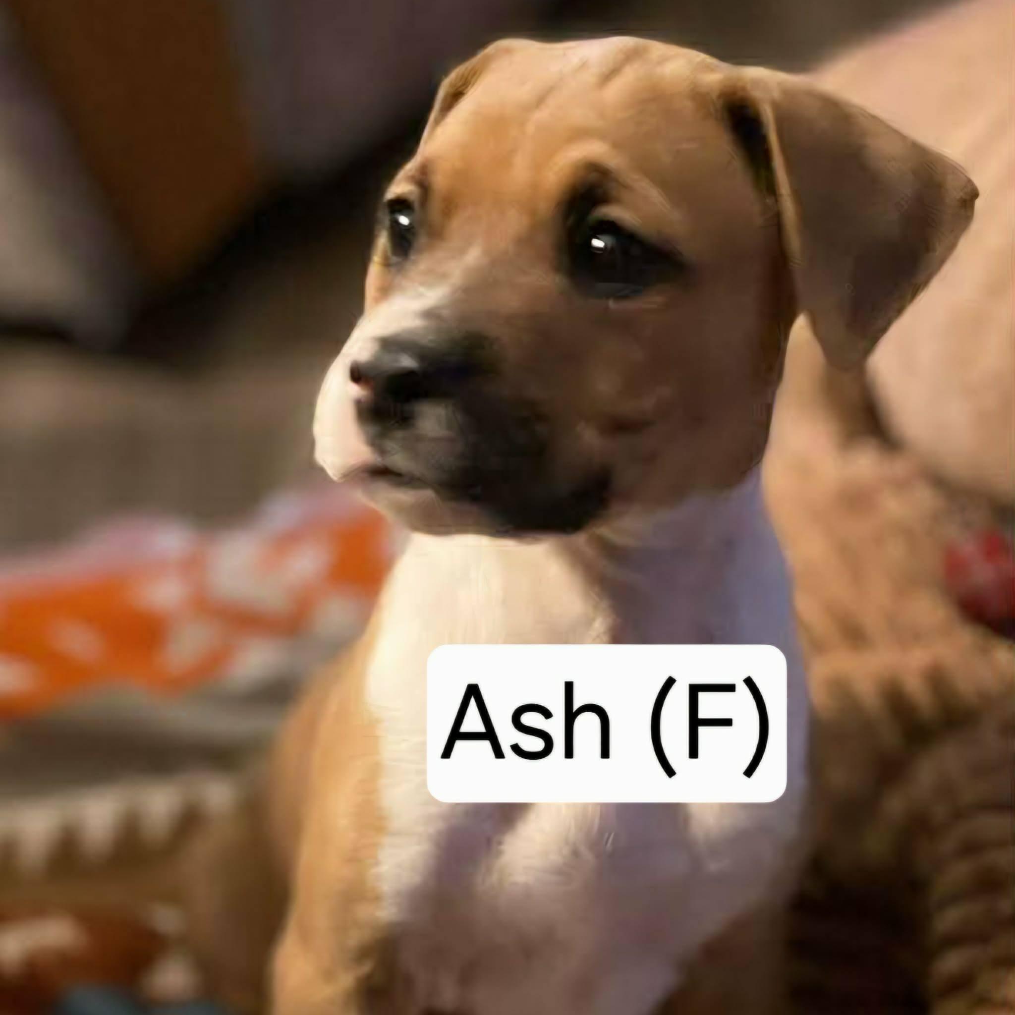 Enlarge Ash, an adopted Mixed Breed in Watertown, WI image 2/2