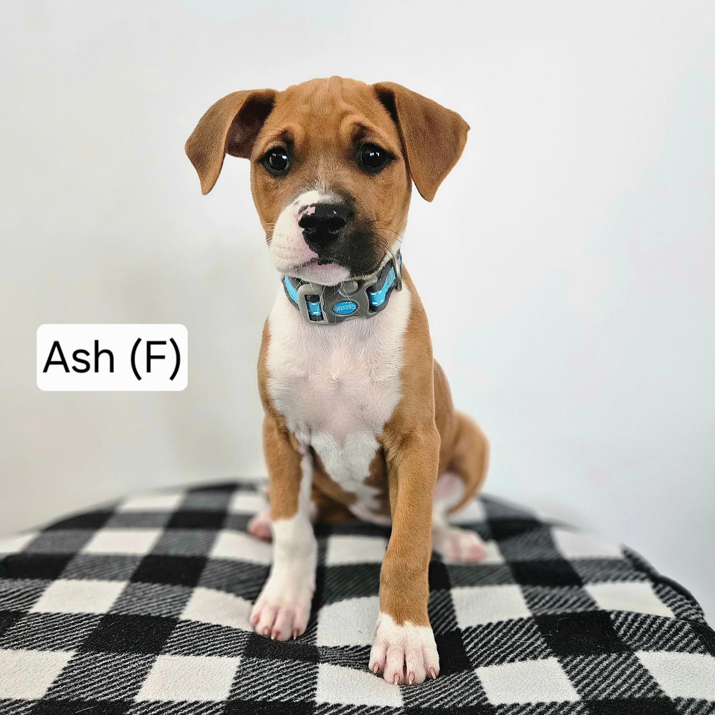 Enlarge Ash, an adopted Mixed Breed in Watertown, WI image 1/2