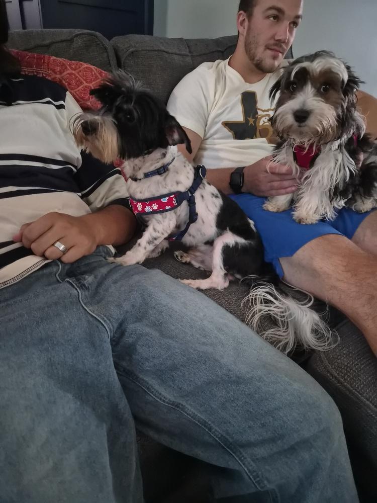 Bruce (Archie), Adopted, Puppy Male Mixed Breed.