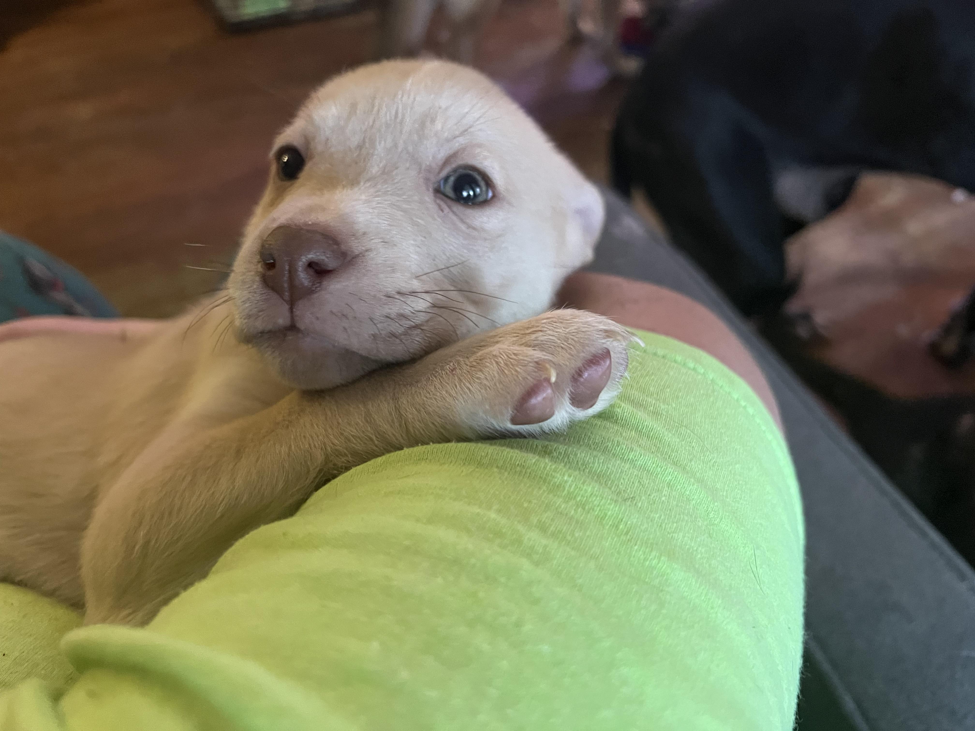 Enlarge Cleo , an adopted mixed breed in Akron, OH image 2/3