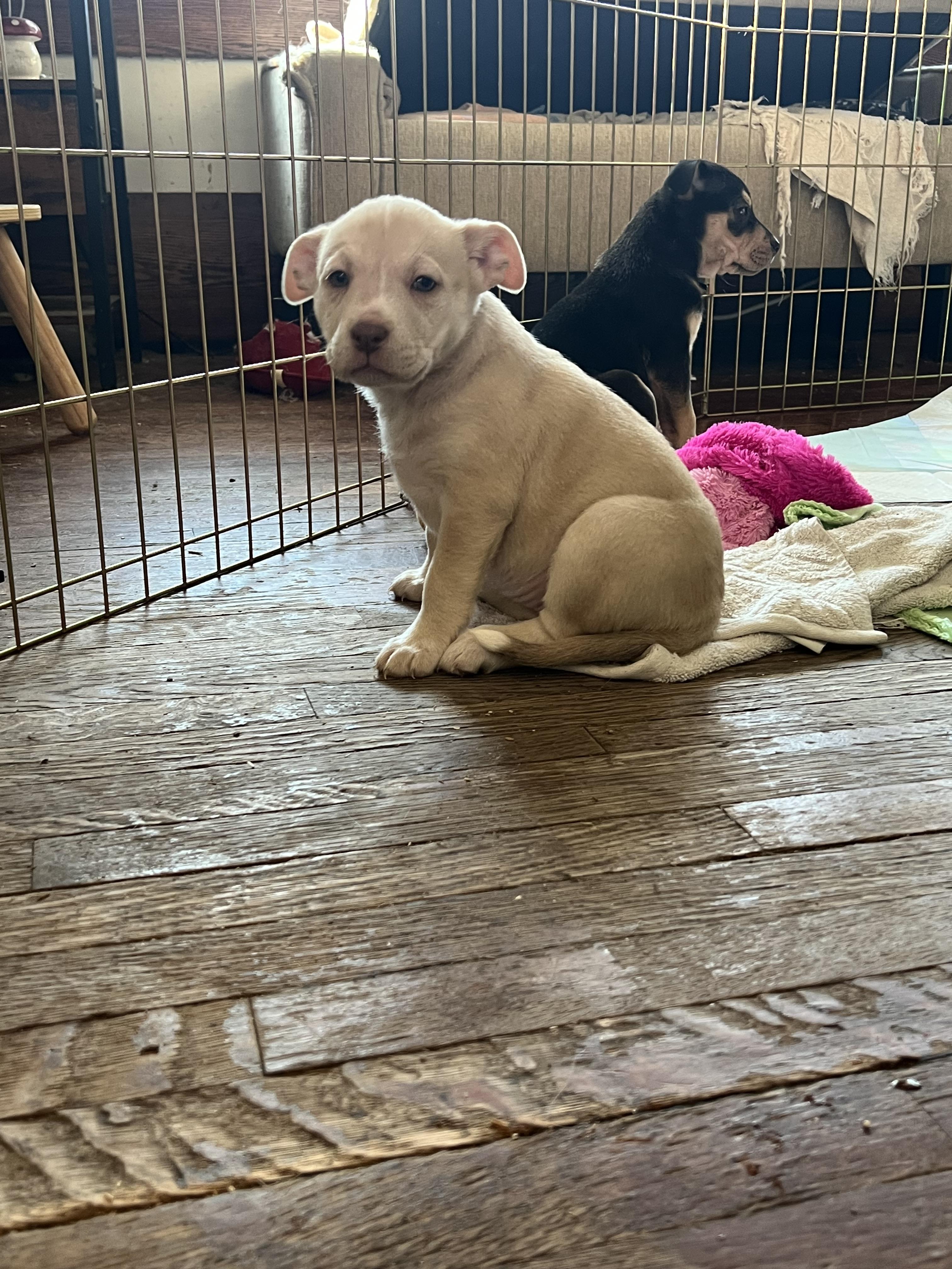 Enlarge Cleo , an adopted mixed breed in Akron, OH image 1/3