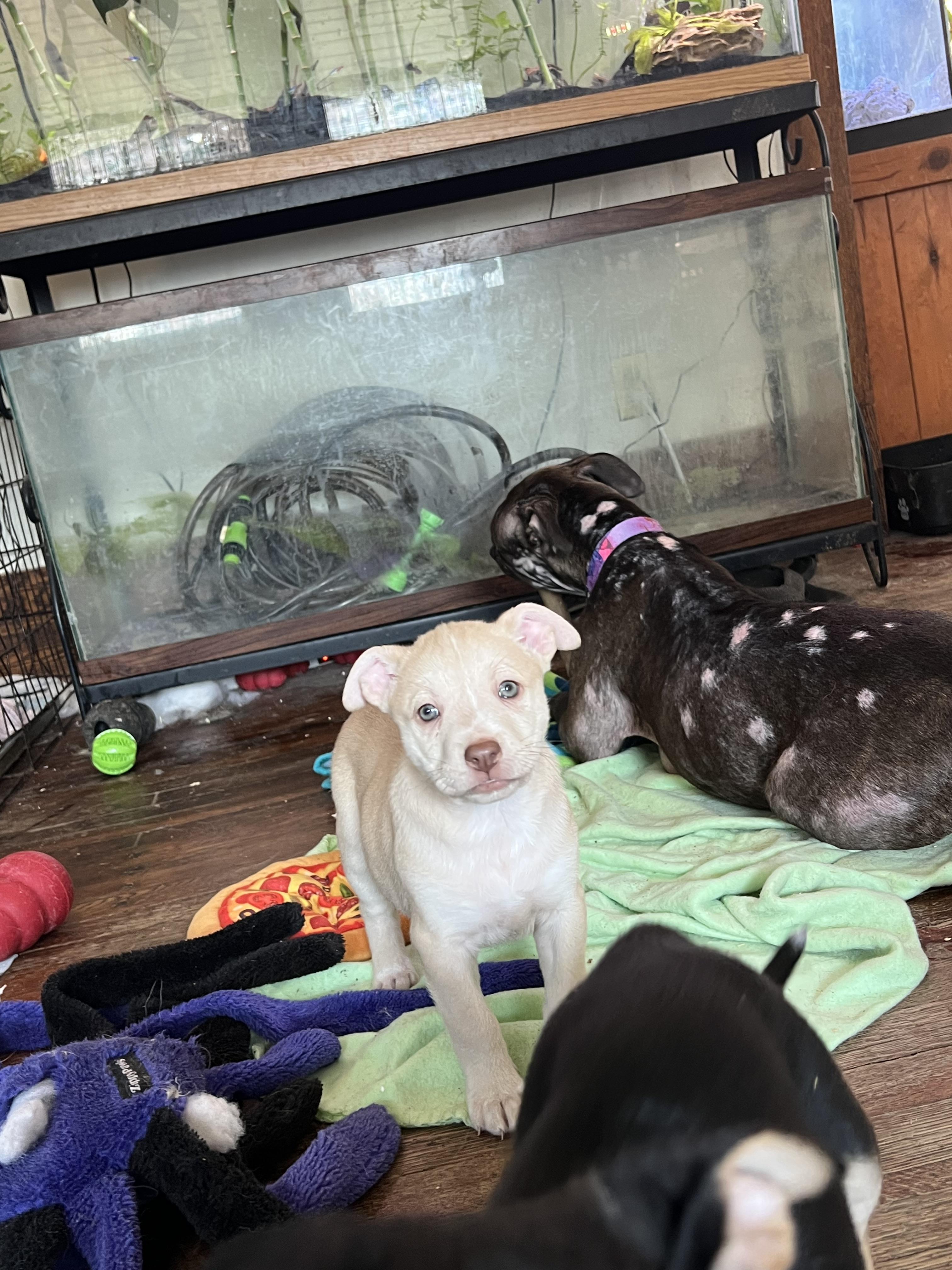 Enlarge Cleo , an adopted mixed breed in Akron, OH image 3/3