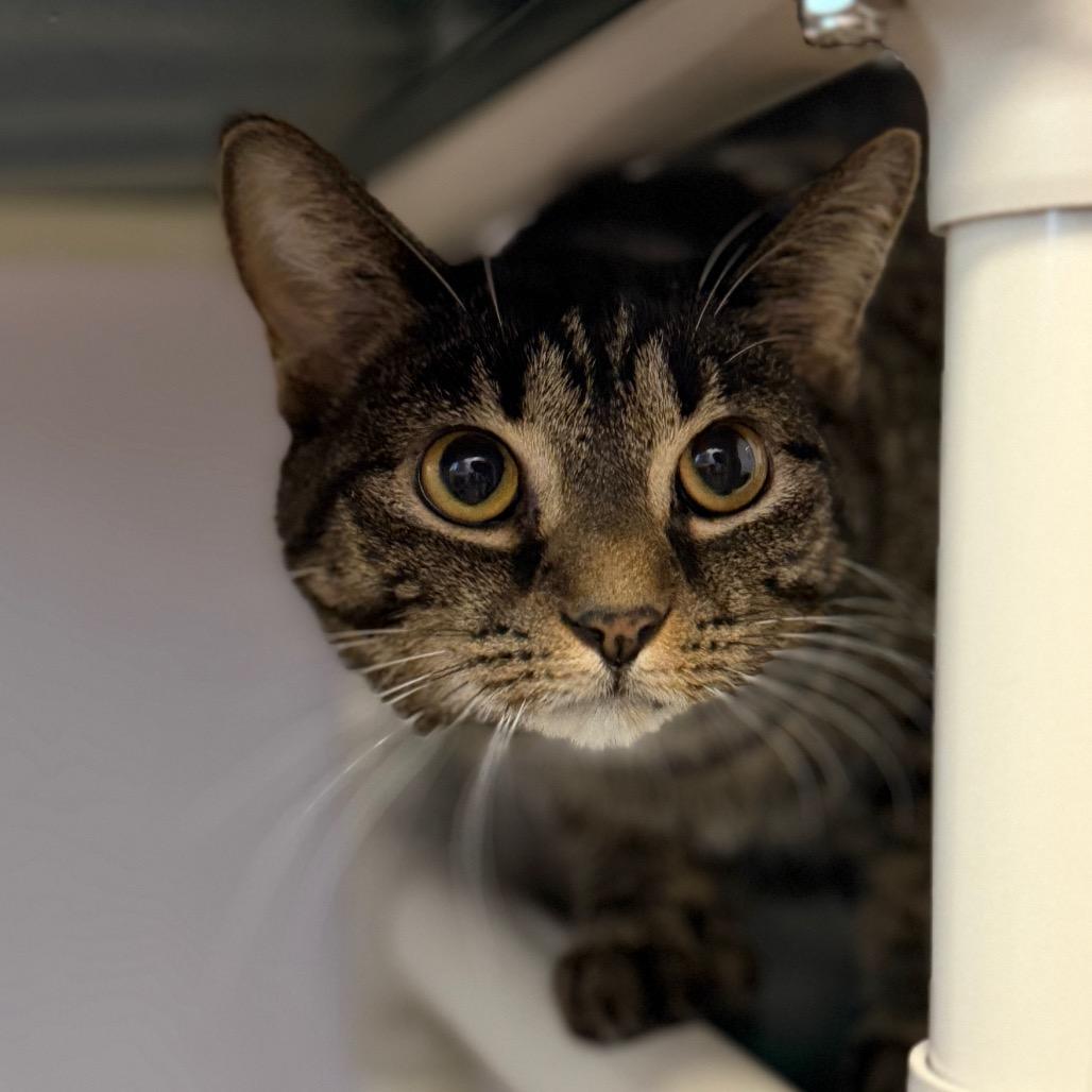Emery, a Adoptable Domestic Short Hair in Port Richey, FL image 1/6