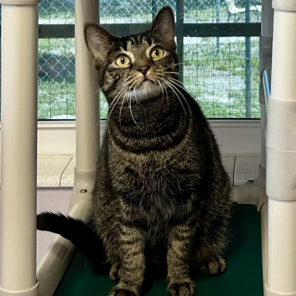 Enlarge Emery, a Adoptable Domestic Short Hair in Port Richey, FL image 2/6