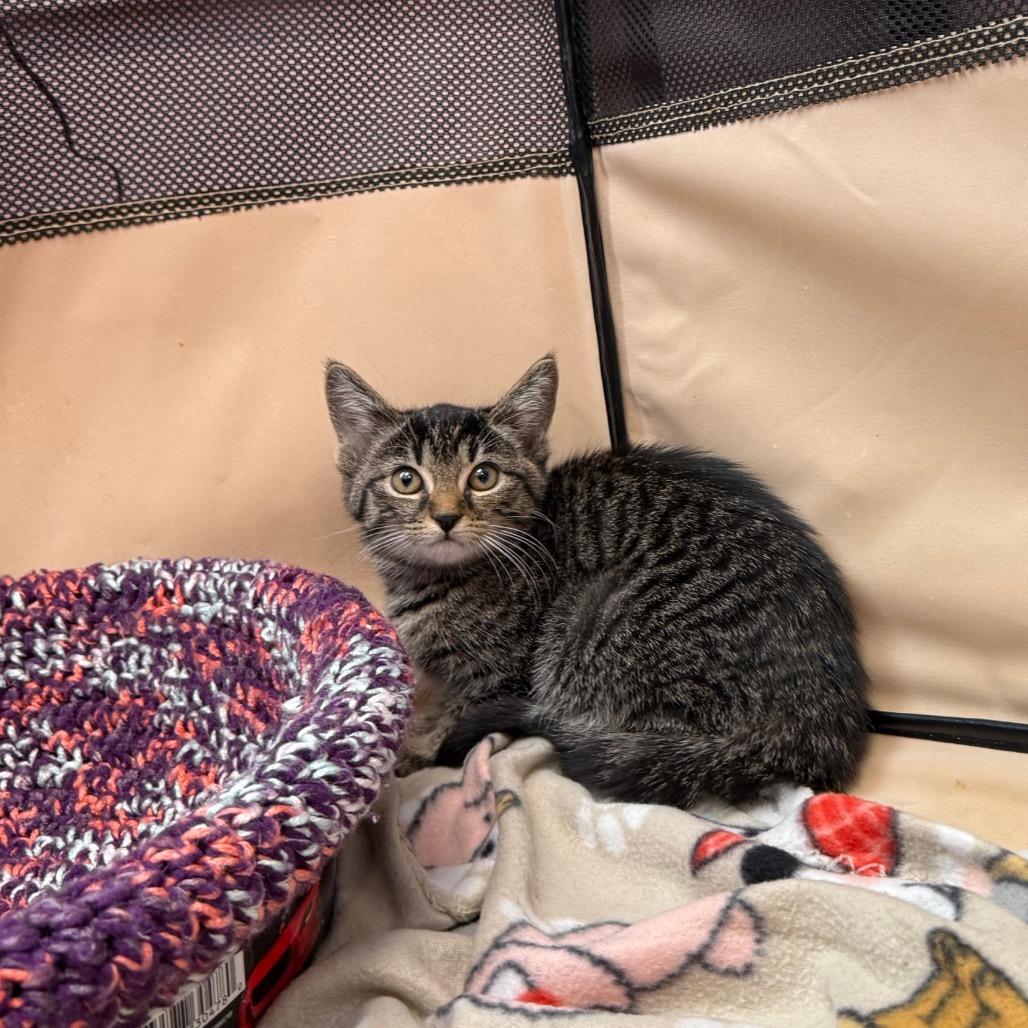 Enlarge Emery, a Adoptable Domestic Short Hair in Port Richey, FL image 1/3