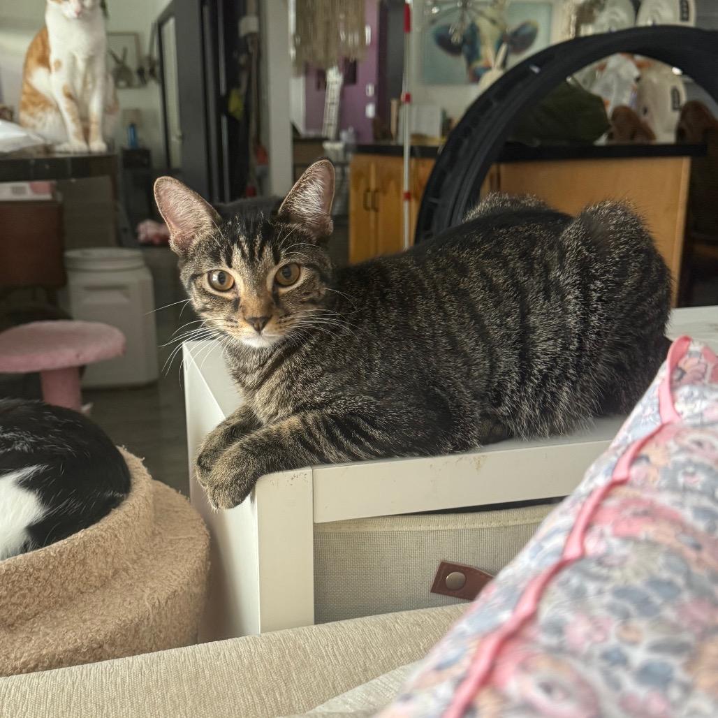 Enlarge Emery, a Adoptable Domestic Short Hair in Port Richey, FL image 2/3