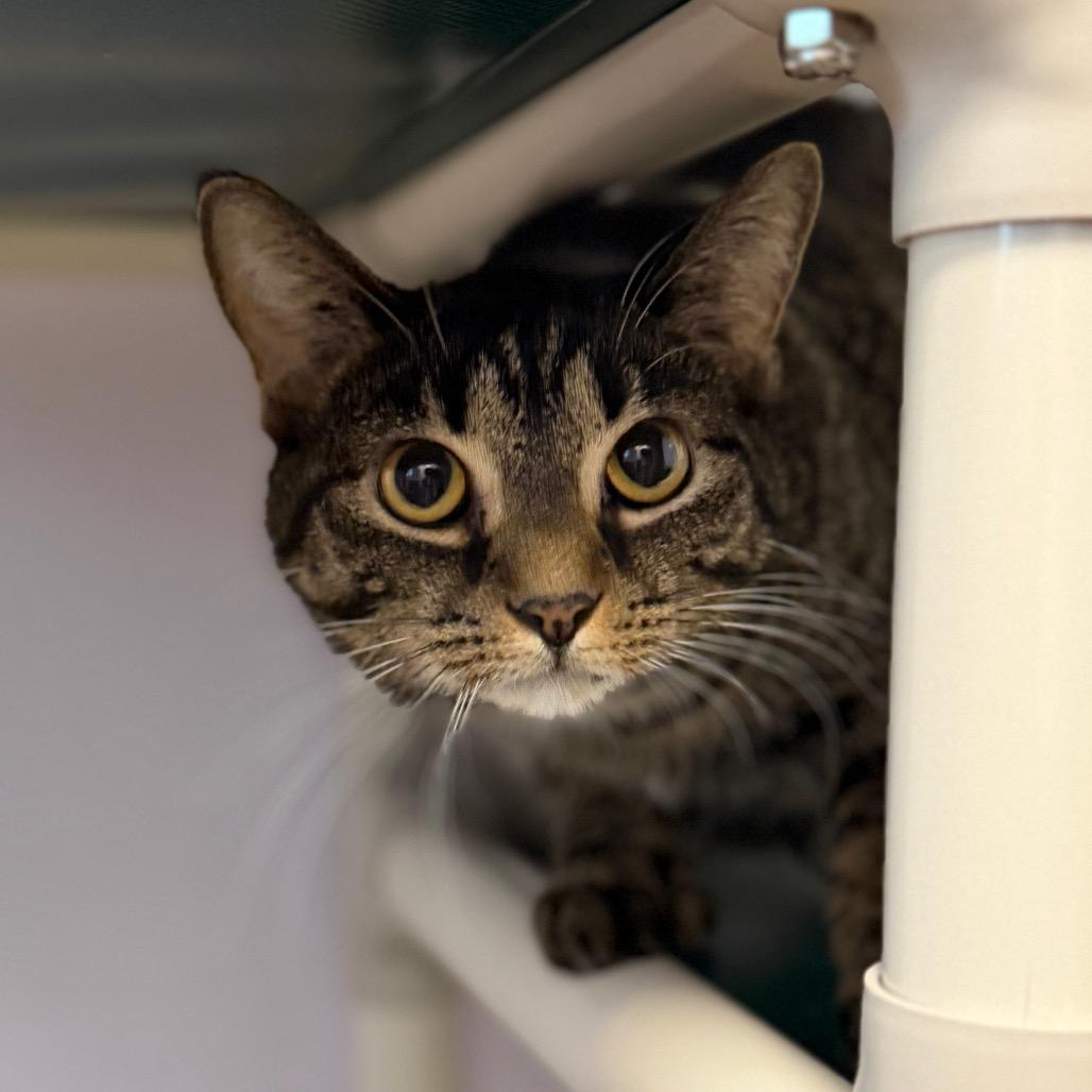 Emery, a Adoptable Domestic Short Hair in Port Richey, FL image 4/6