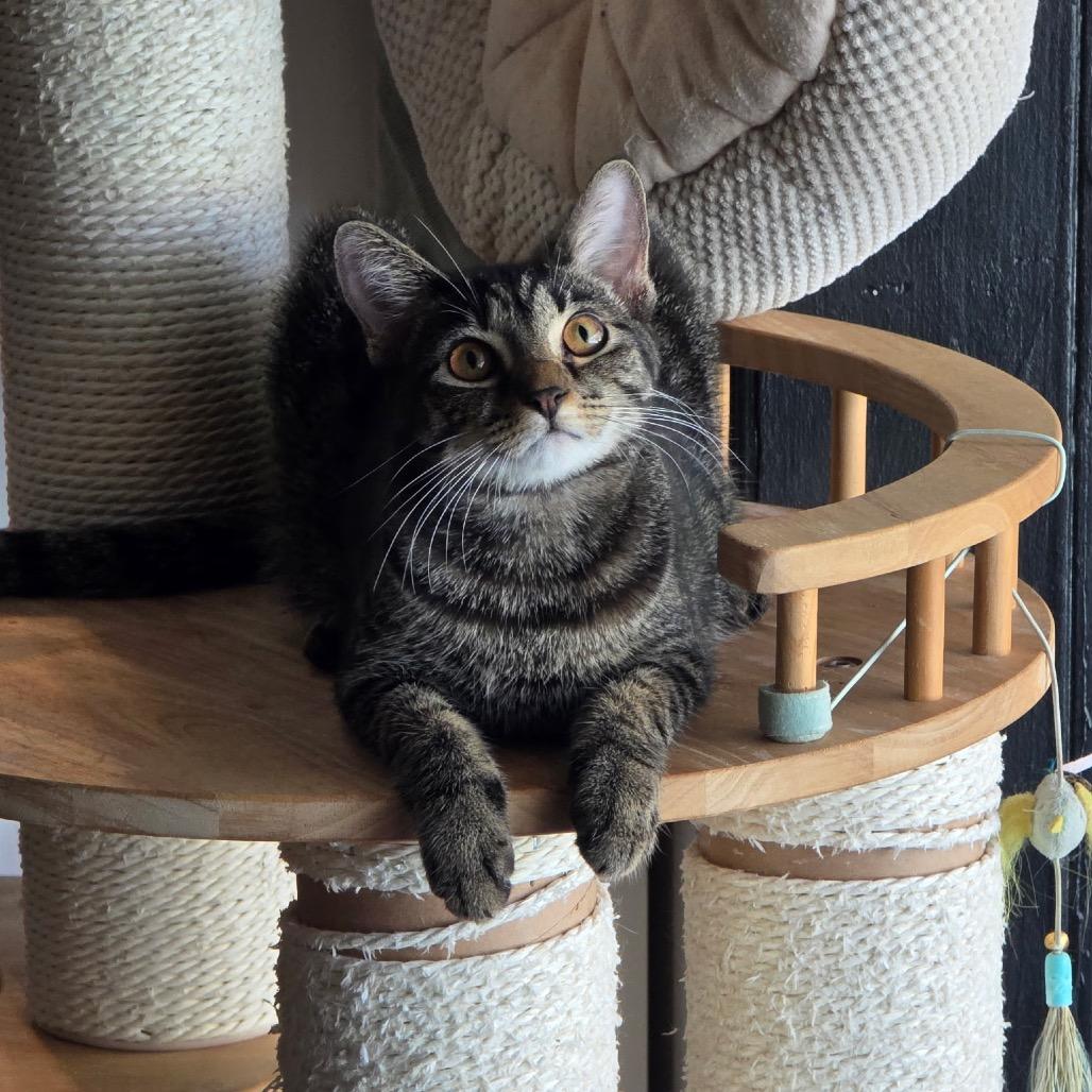 Enlarge Emery, a Adoptable Domestic Short Hair in Port Richey, FL image 3/3