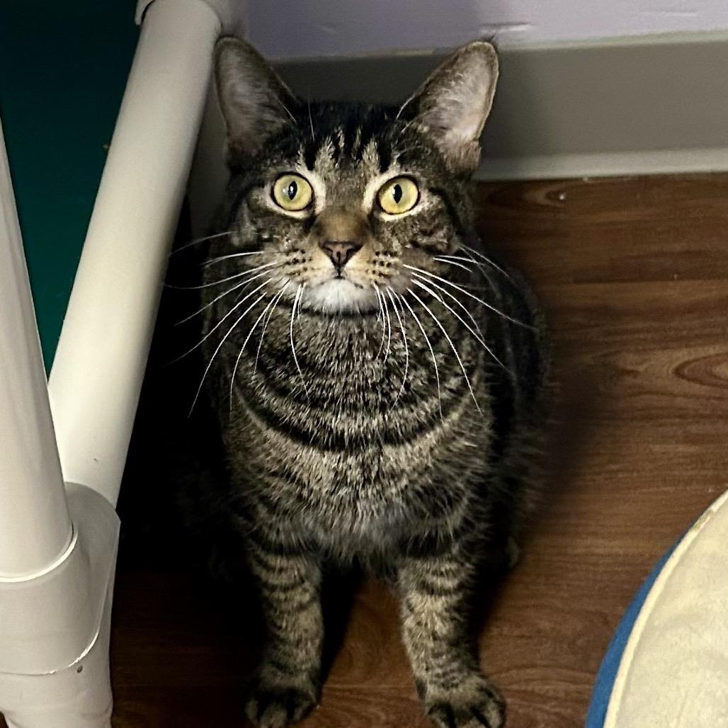 Emery, a Adoptable Domestic Short Hair in Port Richey, FL image 6/6