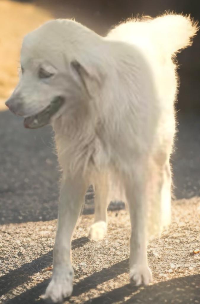 Frank Kershaw, an adopted mixed breed in Sumter, SC image 2/4