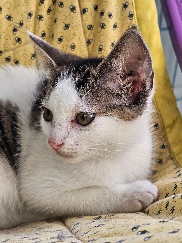 Enlarge Poe, a Adoptable Domestic Short Hair in Lovingston, VA image 1/3