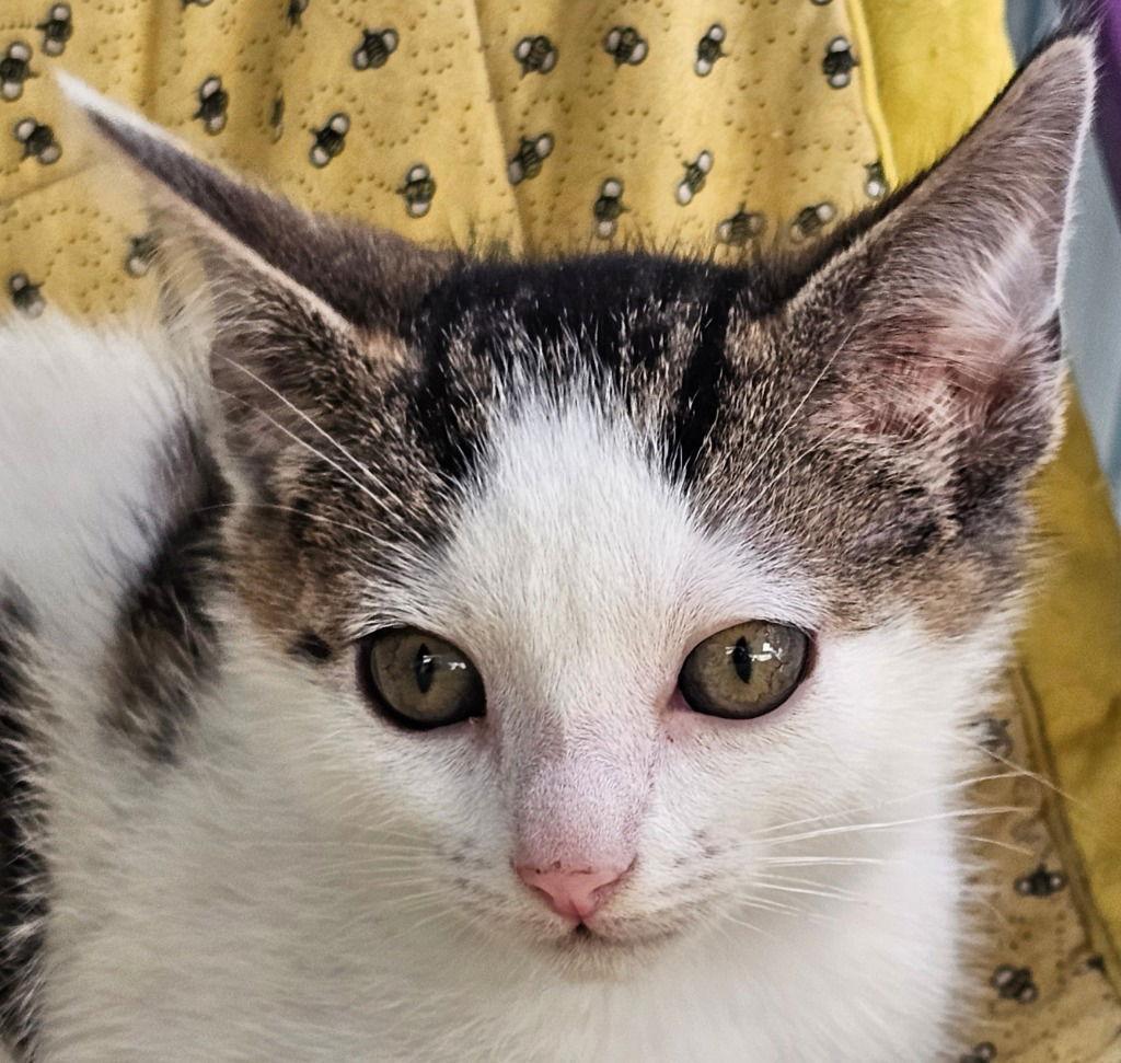 Enlarge Poe, a Adoptable Domestic Short Hair in Lovingston, VA image 2/3