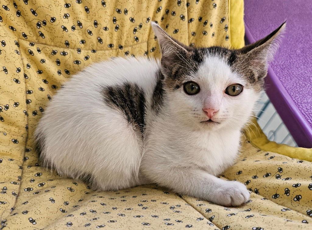 Enlarge Poe, a Adoptable Domestic Short Hair in Lovingston, VA image 3/3