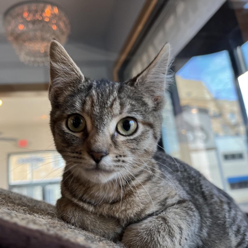 Freya, Adoptable, Kitten Female Domestic Short Hair.