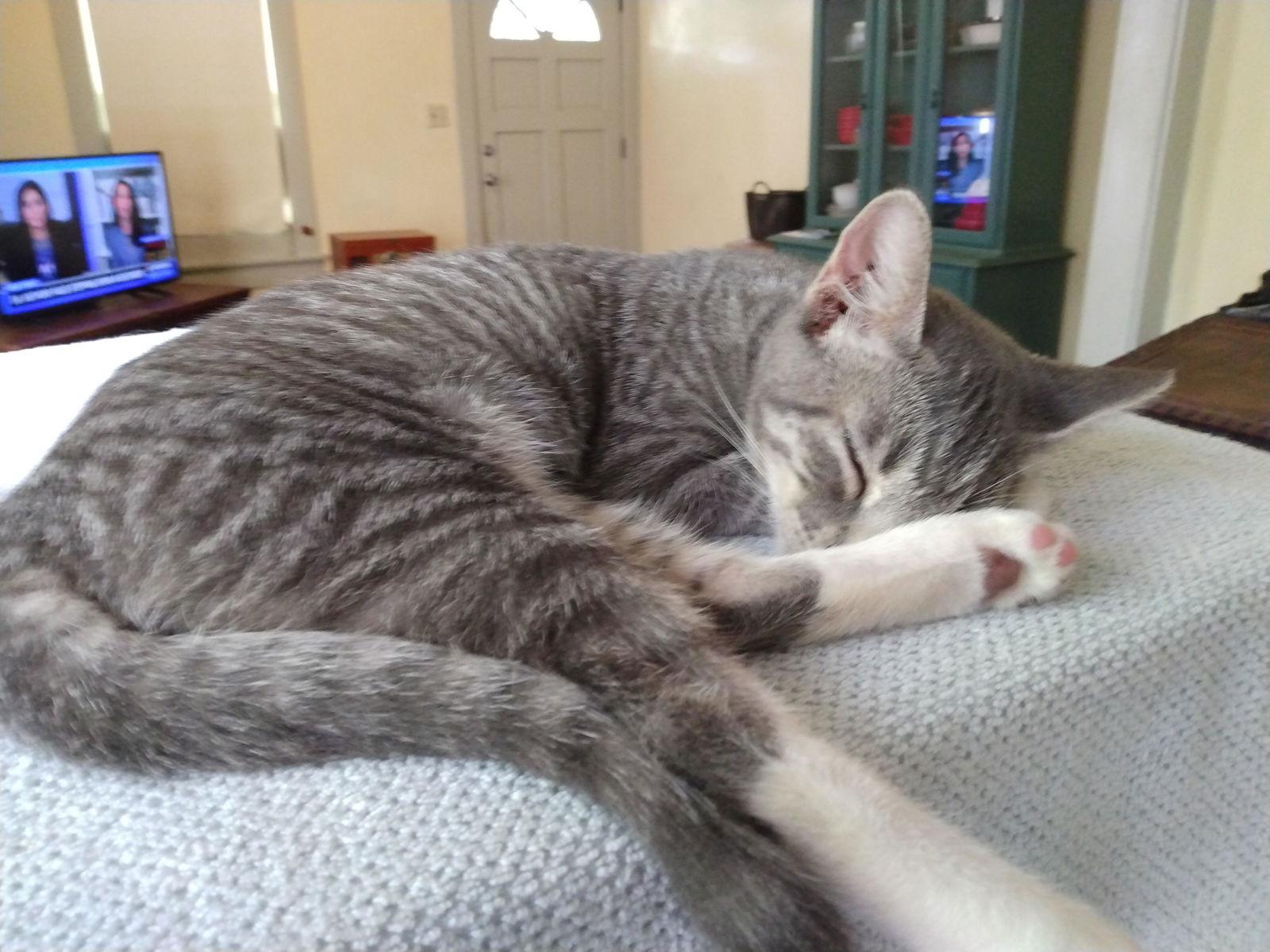 Little Bobbie #bestie-of-Tango, a Adoptable mixed breed in Houston, TX image 2/2