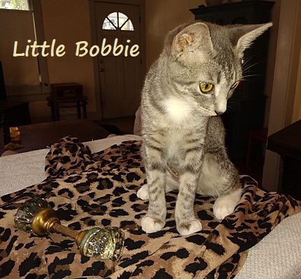 Little Bobbie #bestie-of-Tango, an adoptable Tabby, Domestic Short Hair in Houston, TX, 77005 | Photo Image 1