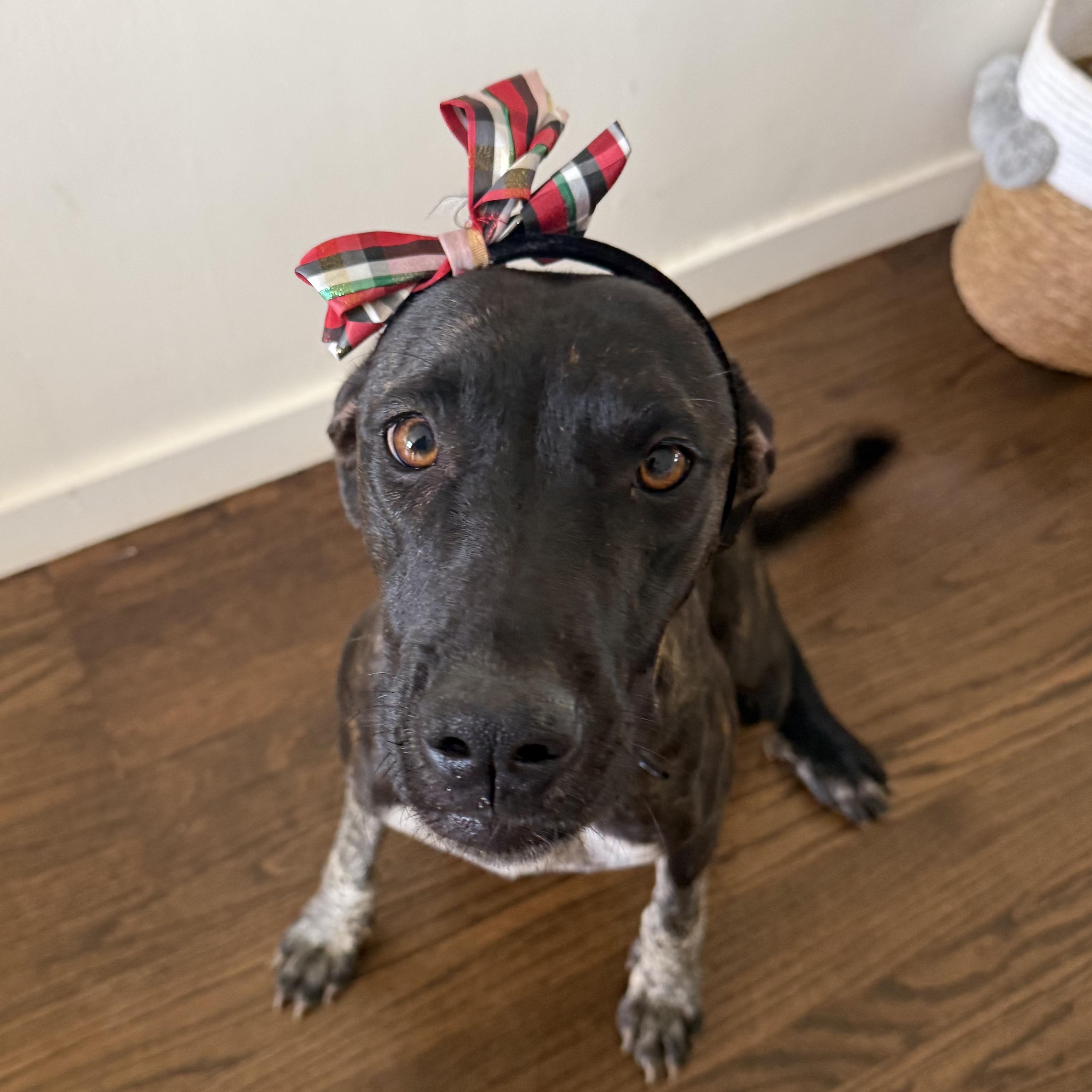 ODETTE!, a Adoptable mixed breed in Portland, OR image 2/3