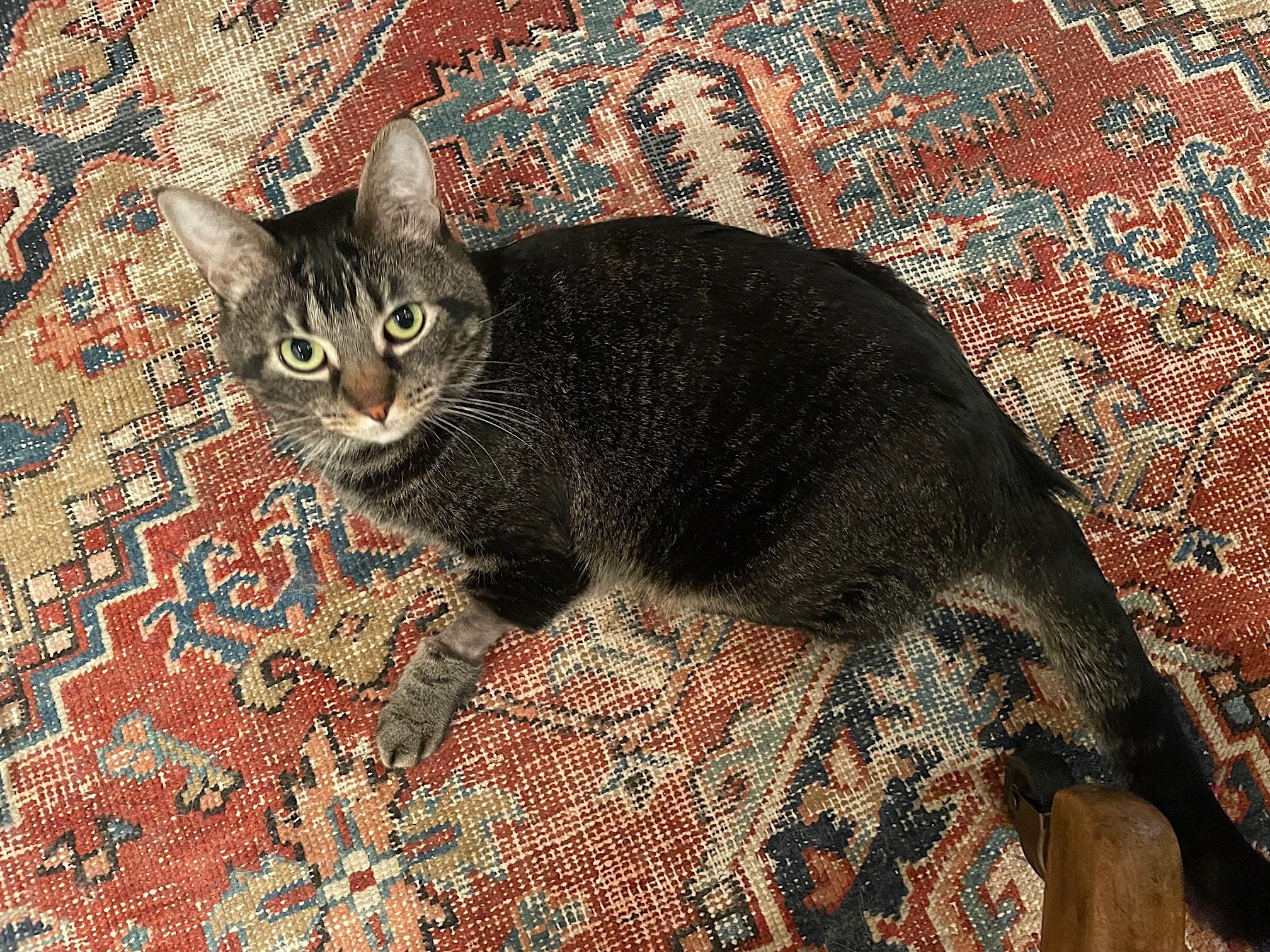 Archer, Adoptable, Young Male American Shorthair & Tabby.