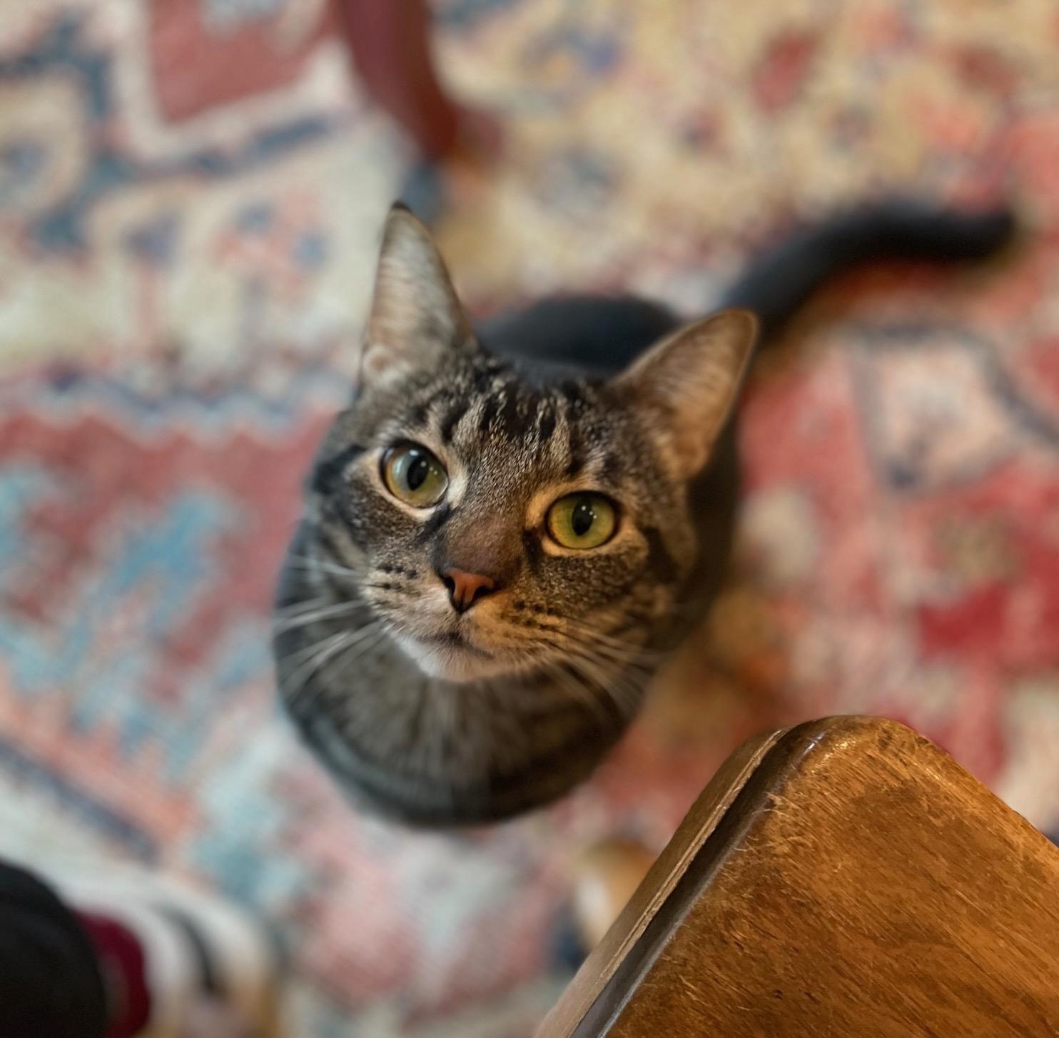 Archer, Adoptable, Young Male Domestic Short Hair & Abyssinian.