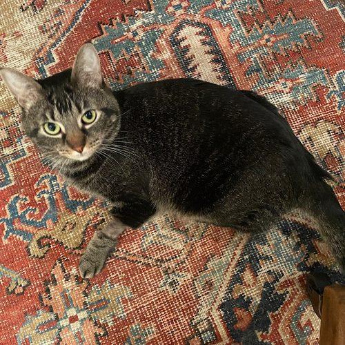 Enlarge Archer, a Adoptable mixed breed in Vashon Island, WA image 1/3