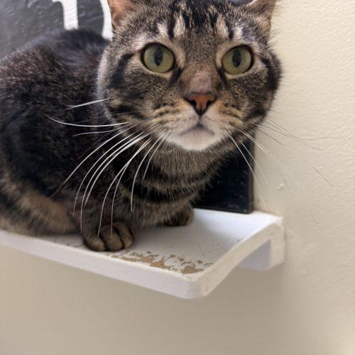 Enlarge Archer, a Adoptable mixed breed in Vashon Island, WA image 3/3