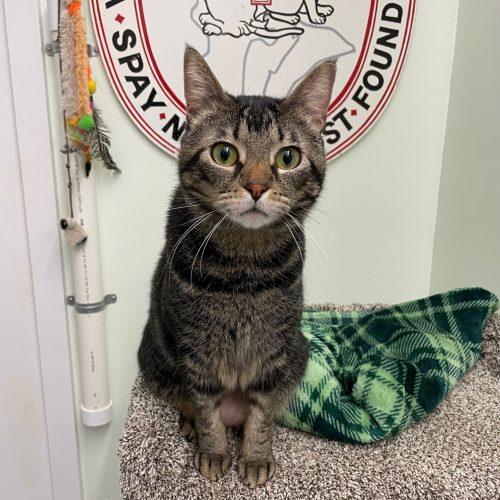 Enlarge Archer, a Adoptable mixed breed in Vashon Island, WA image 4/4