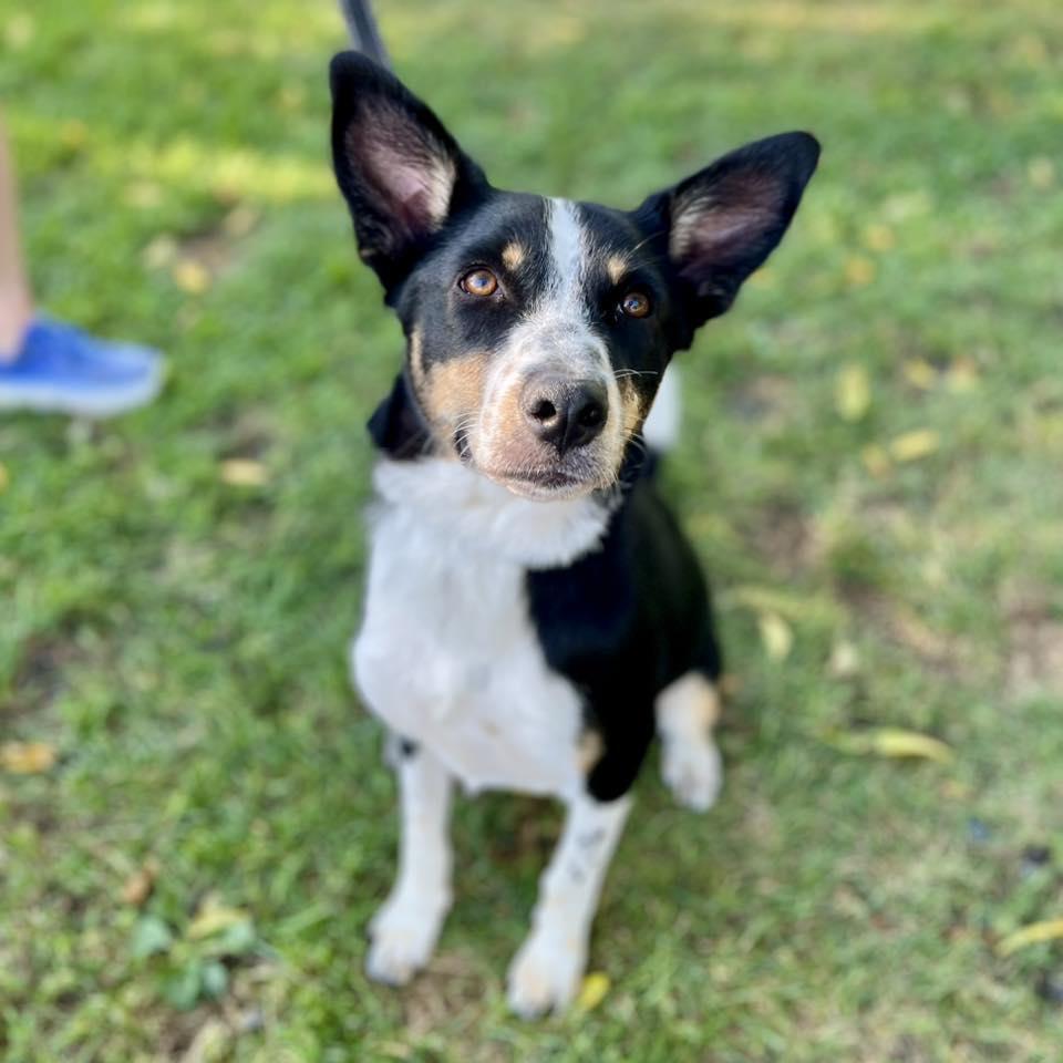 Harper