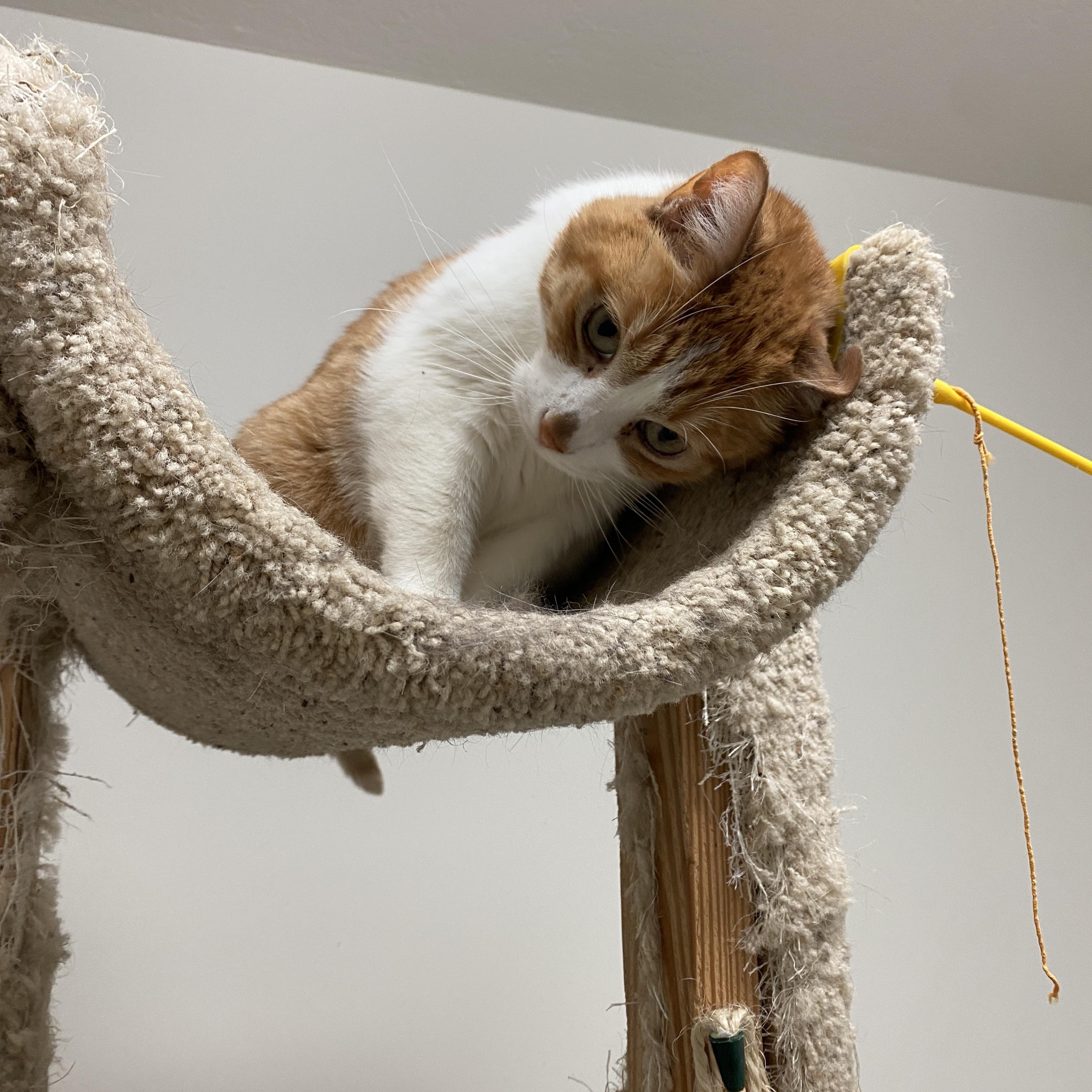Enlarge Kevin, a ADOPTABLE Domestic Short Hair in Pickerington, OH image 3/3