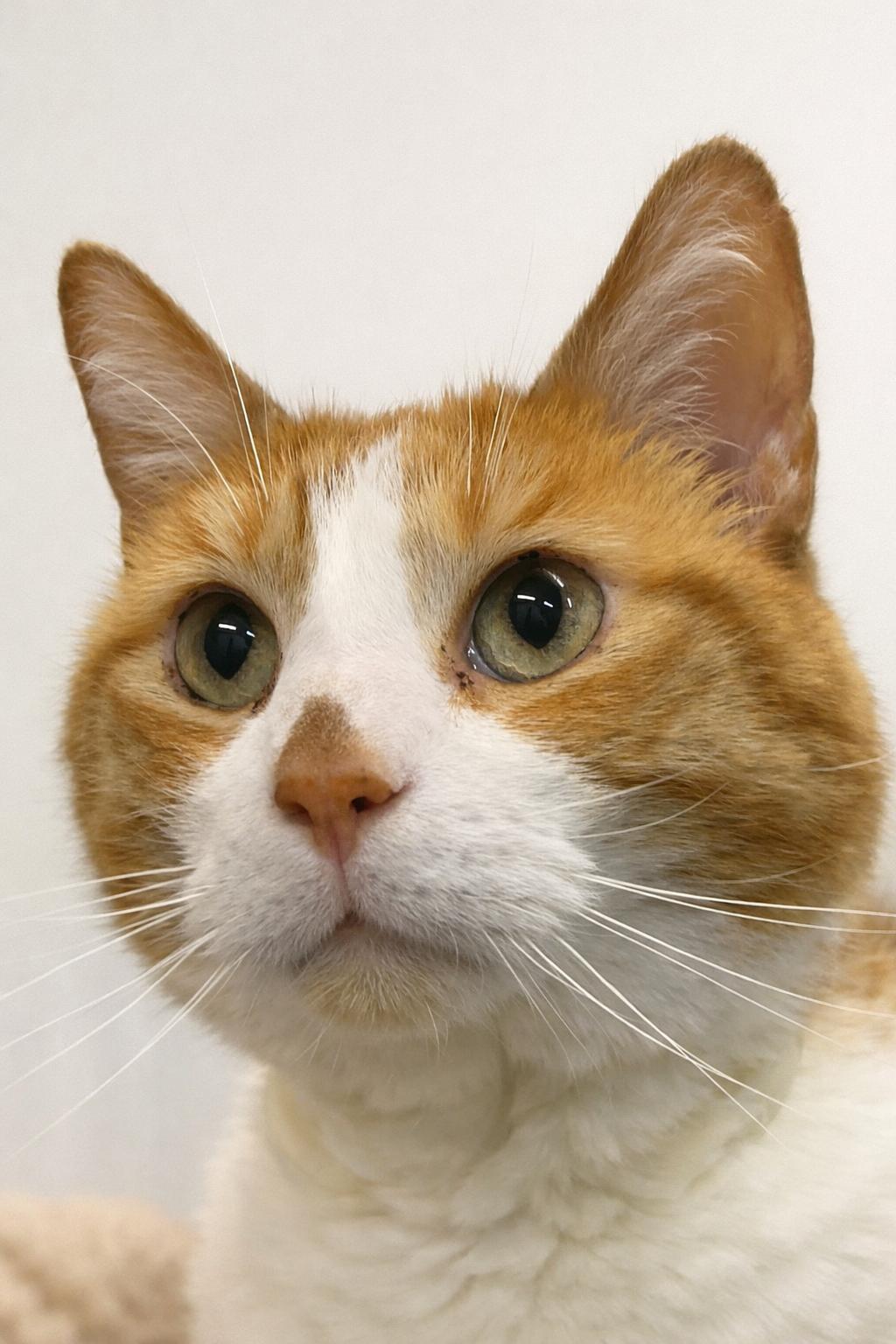 Enlarge Kevin, a ADOPTABLE Domestic Short Hair in Pickerington, OH image 2/3