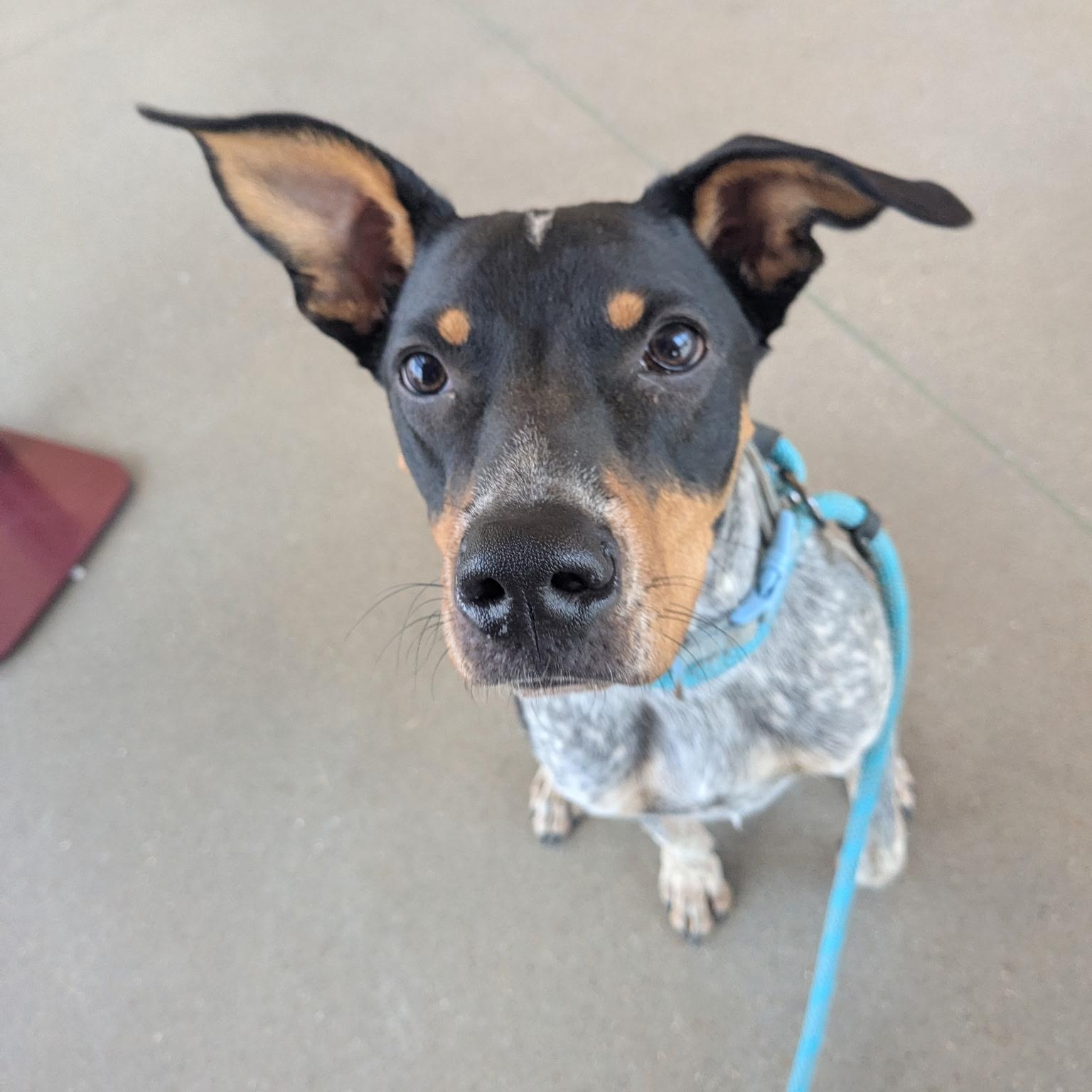 Enlarge Copper, a Adoptable mixed breed in Lowell, AR image 2/4