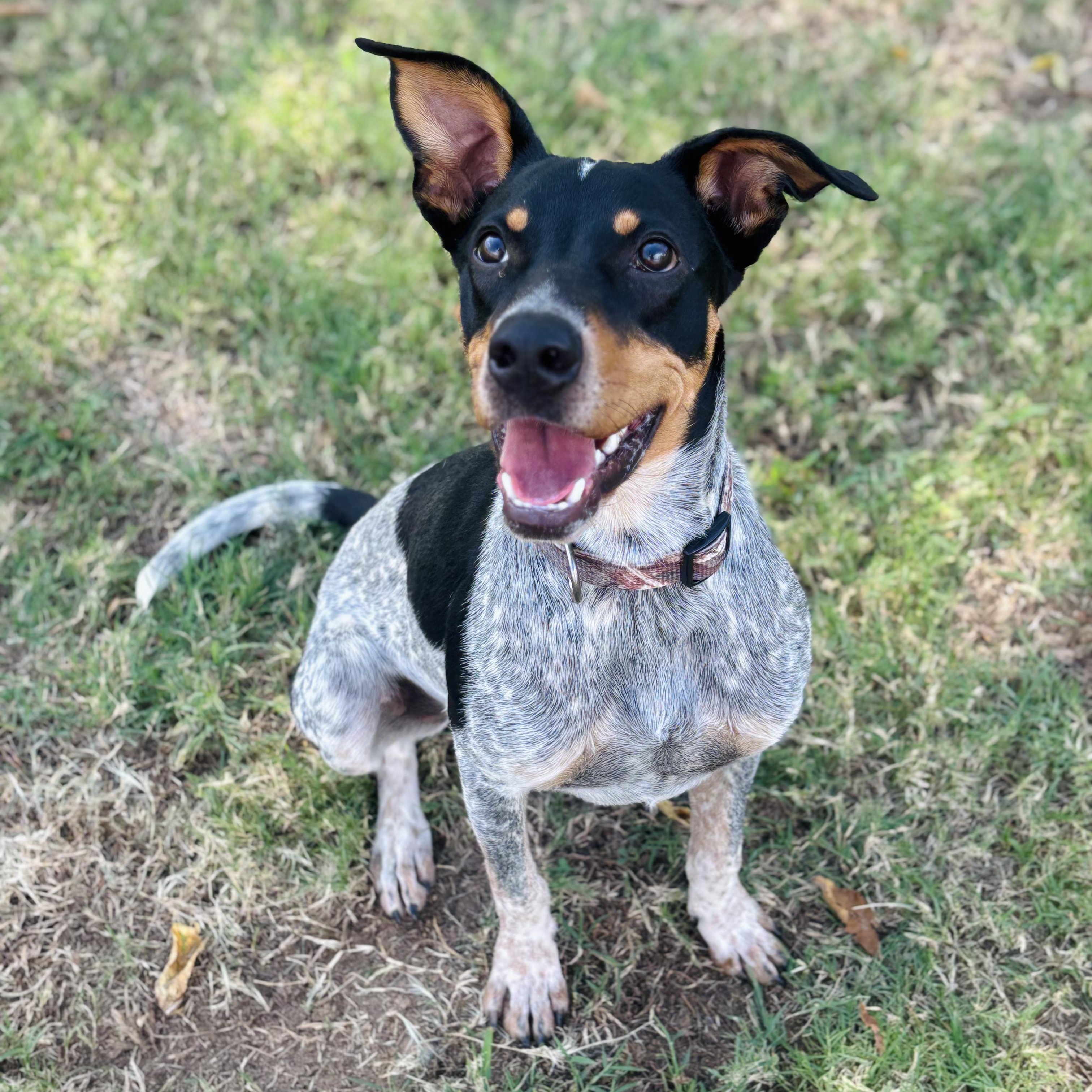Copper, Adoptable, Puppy Male Hound.