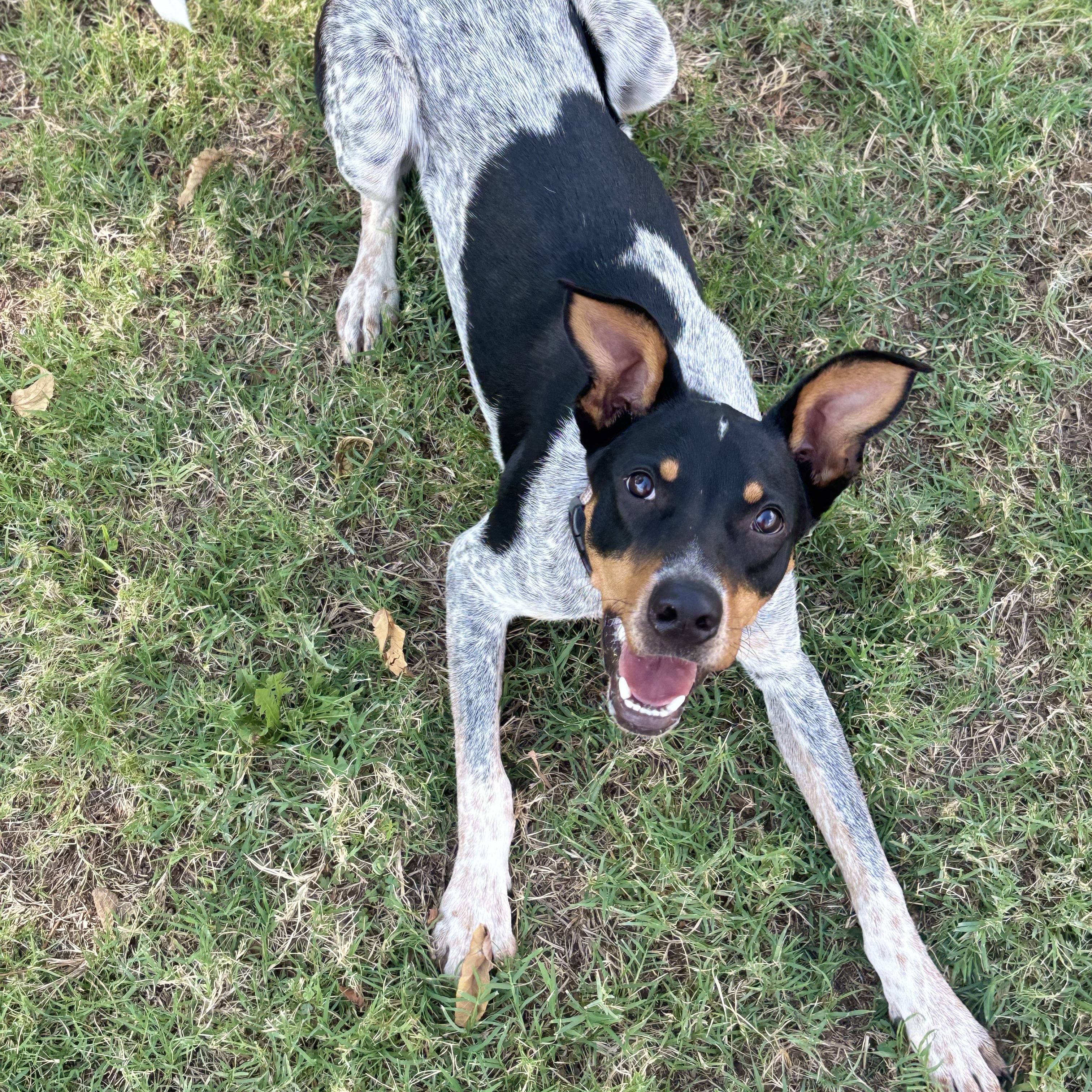 Enlarge Copper, a Adoptable mixed breed in Lowell, AR image 4/4