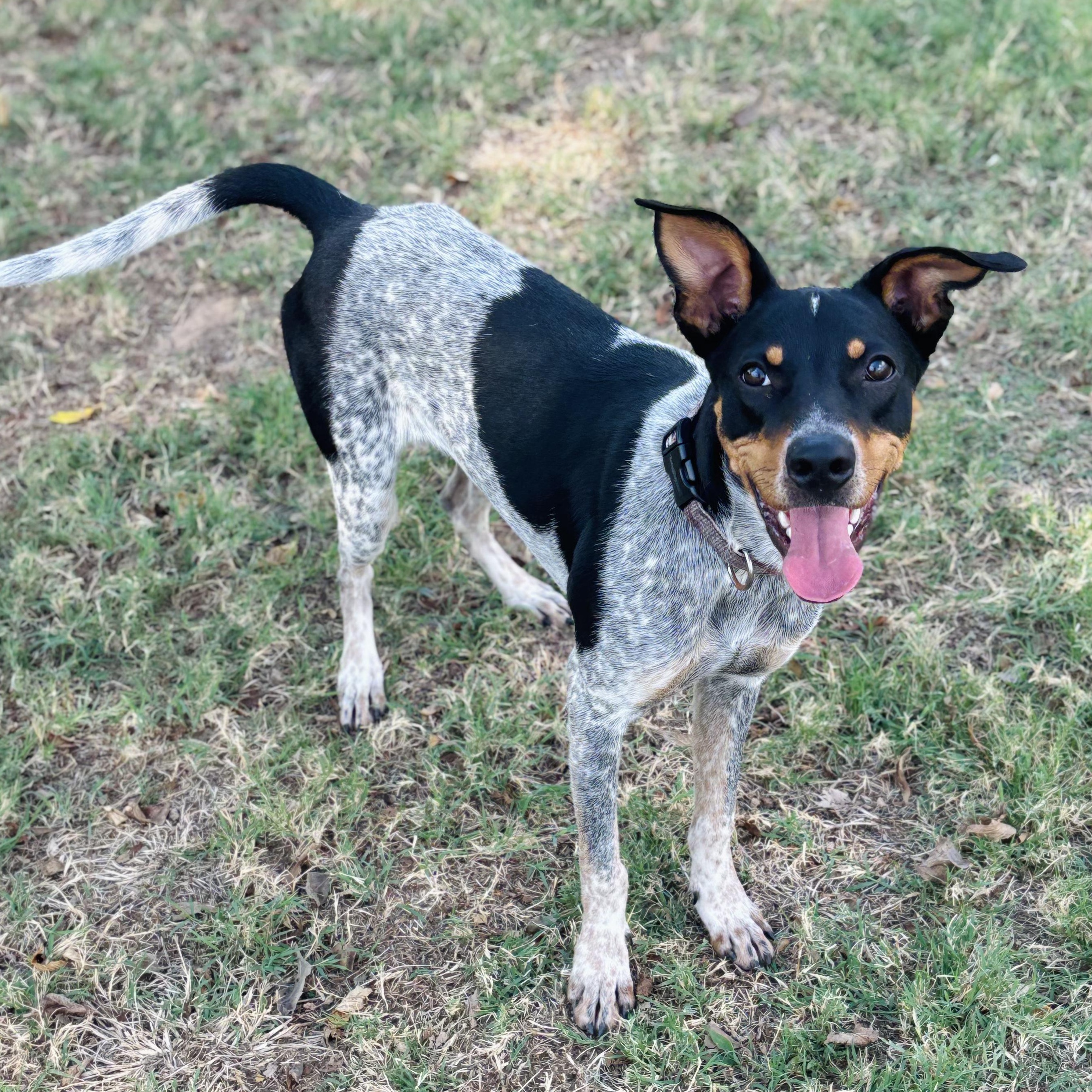 Enlarge Copper, a Adoptable mixed breed in Lowell, AR image 3/4