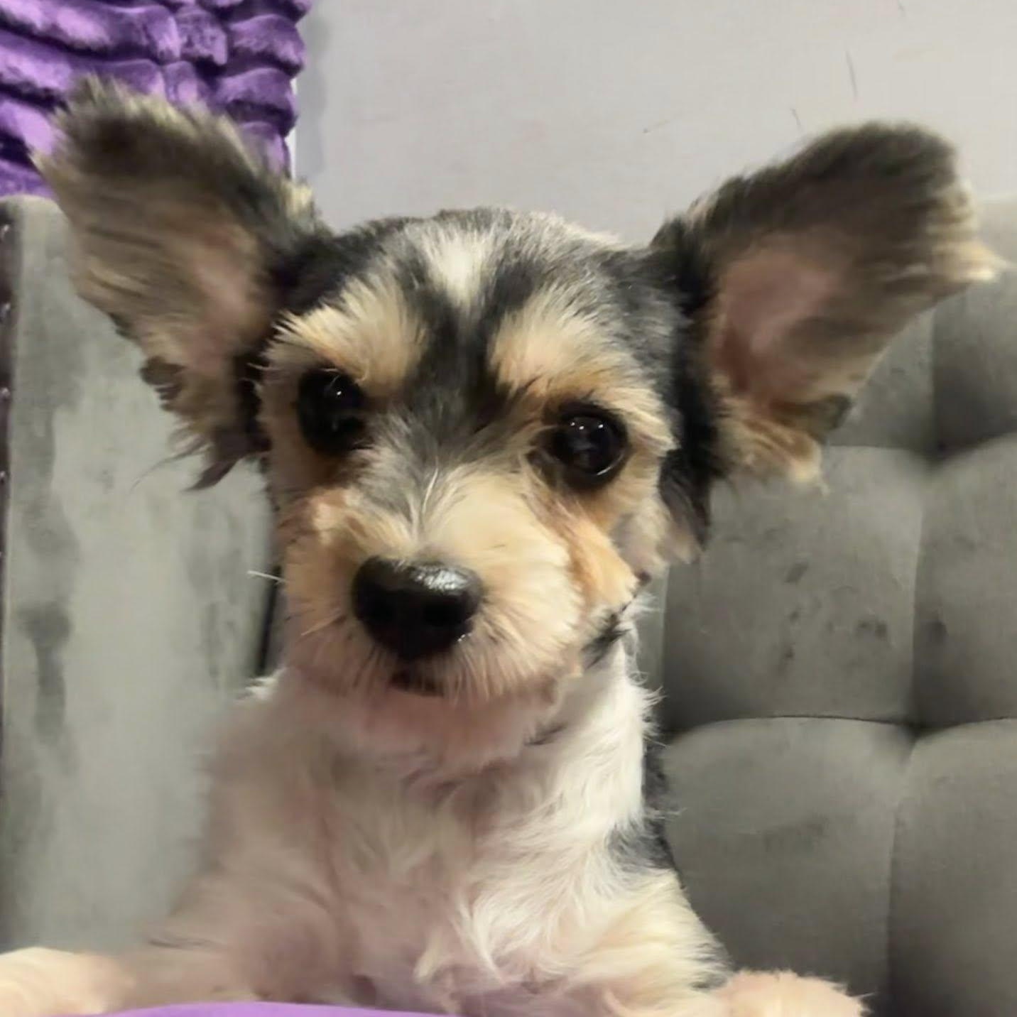 Barkhamsted-Foster Home Needed