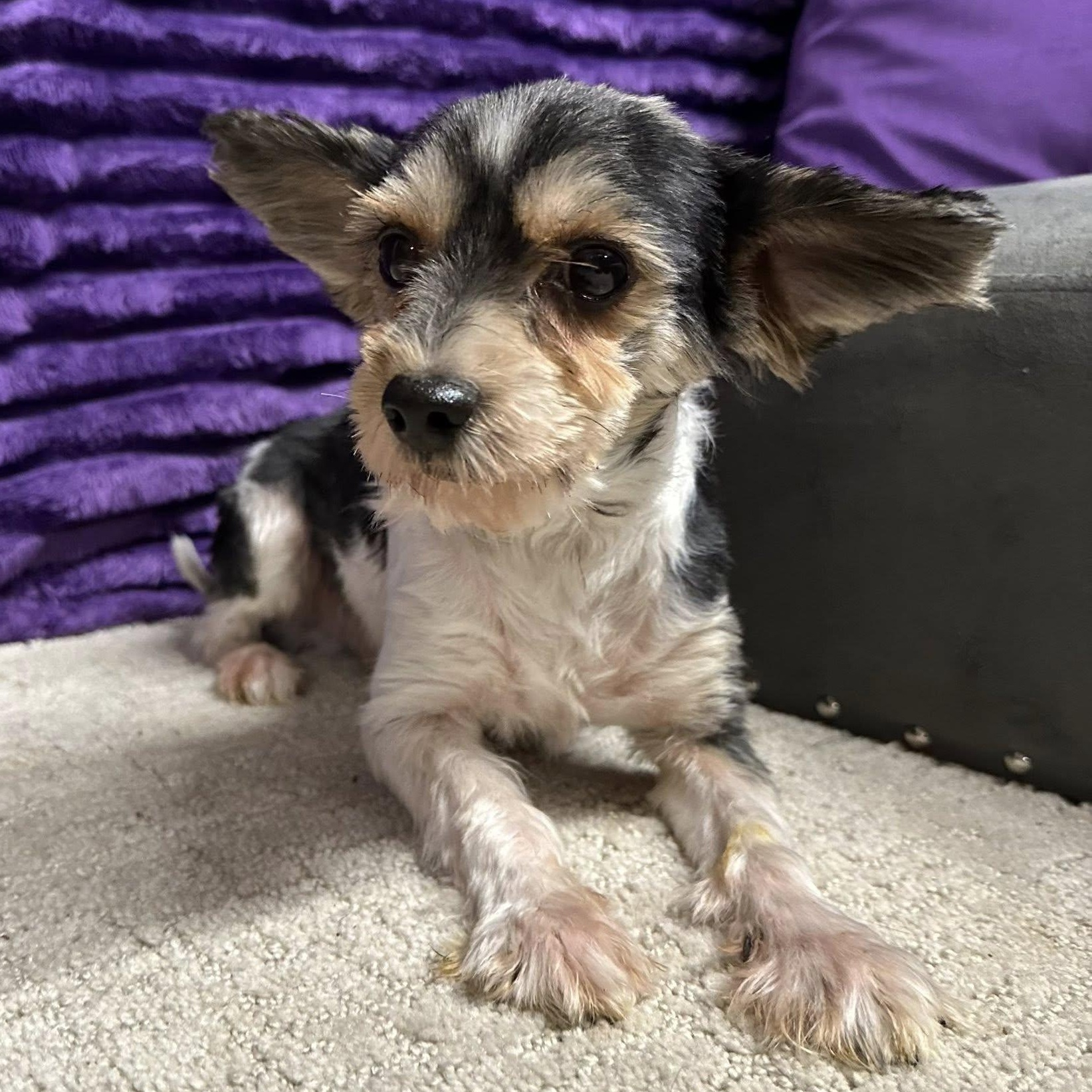 Barkhamsted-Foster Home Needed