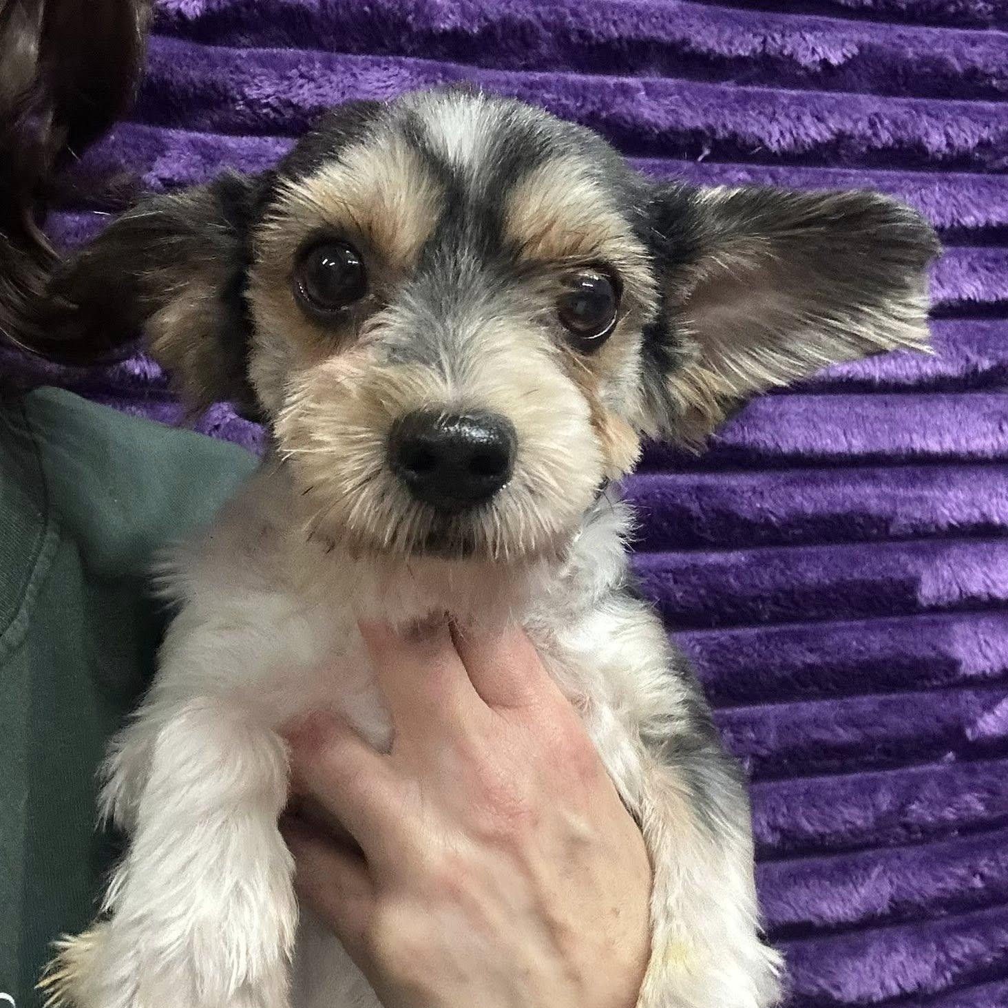 Barkhamsted-Foster Home Needed