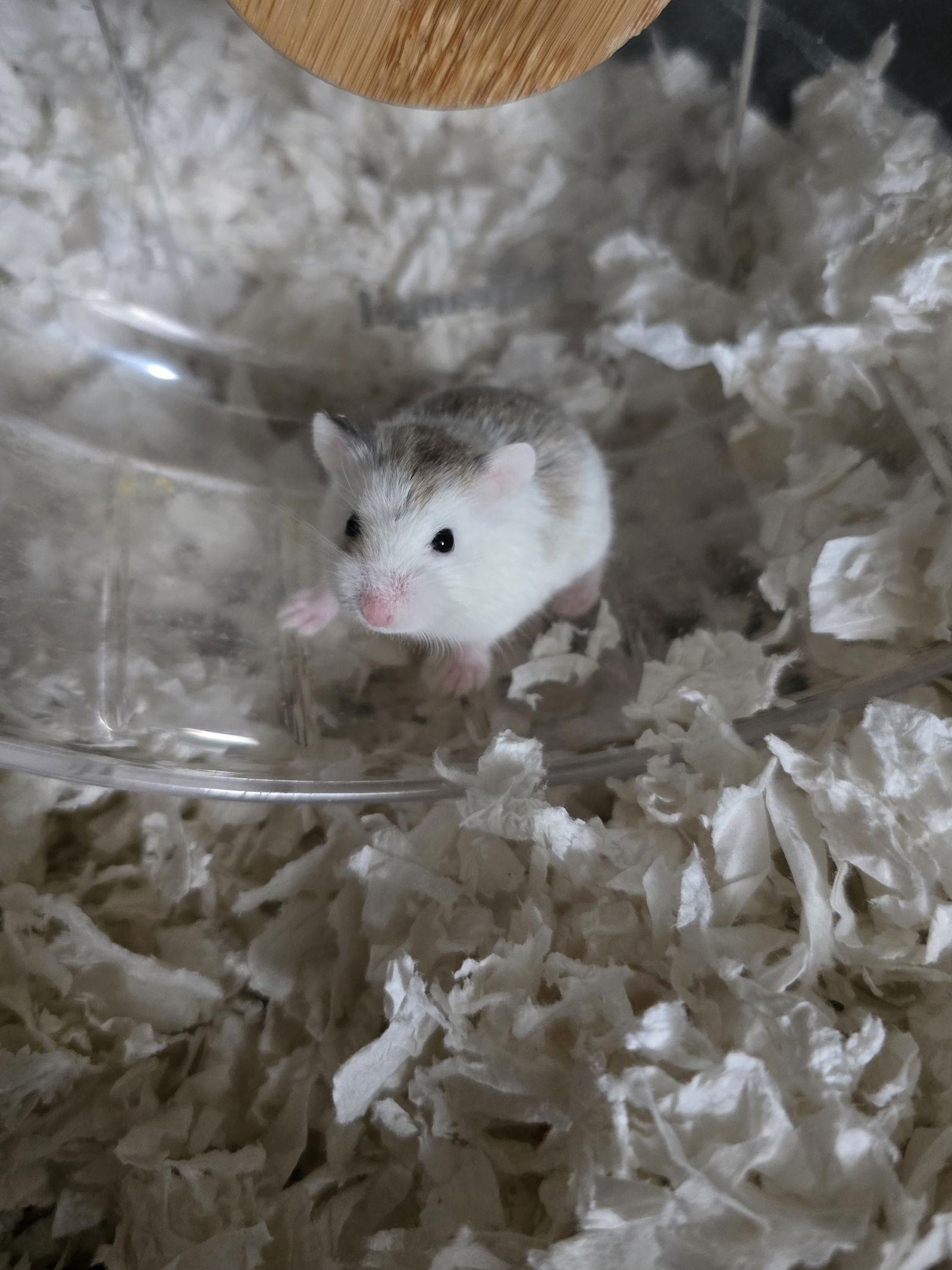 Mercury, Adopted, Baby Male Hamster & Hamster.