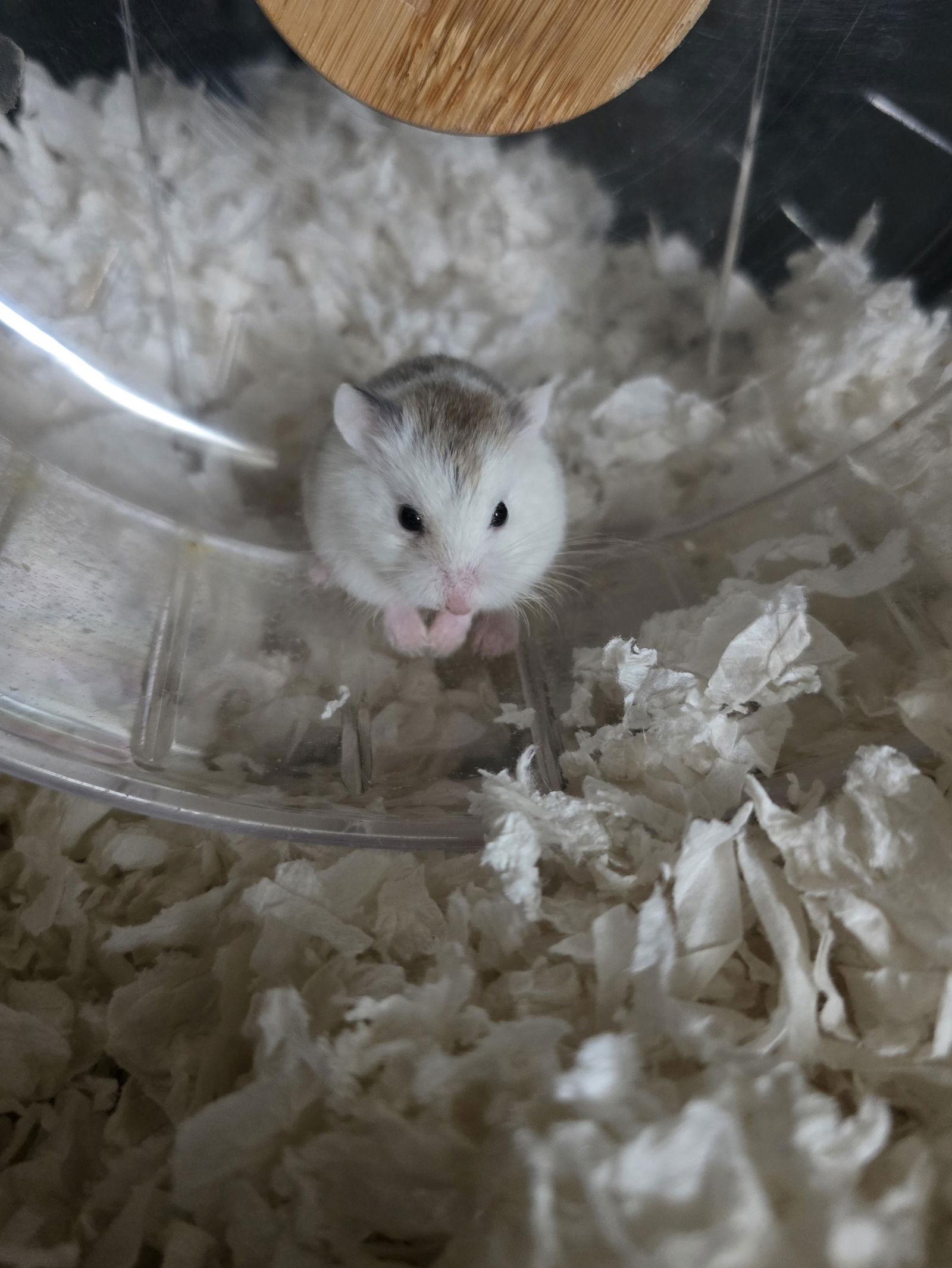 Enlarge Mercury, a Adopted mixed breed in Philadelphia, PA image 2/3