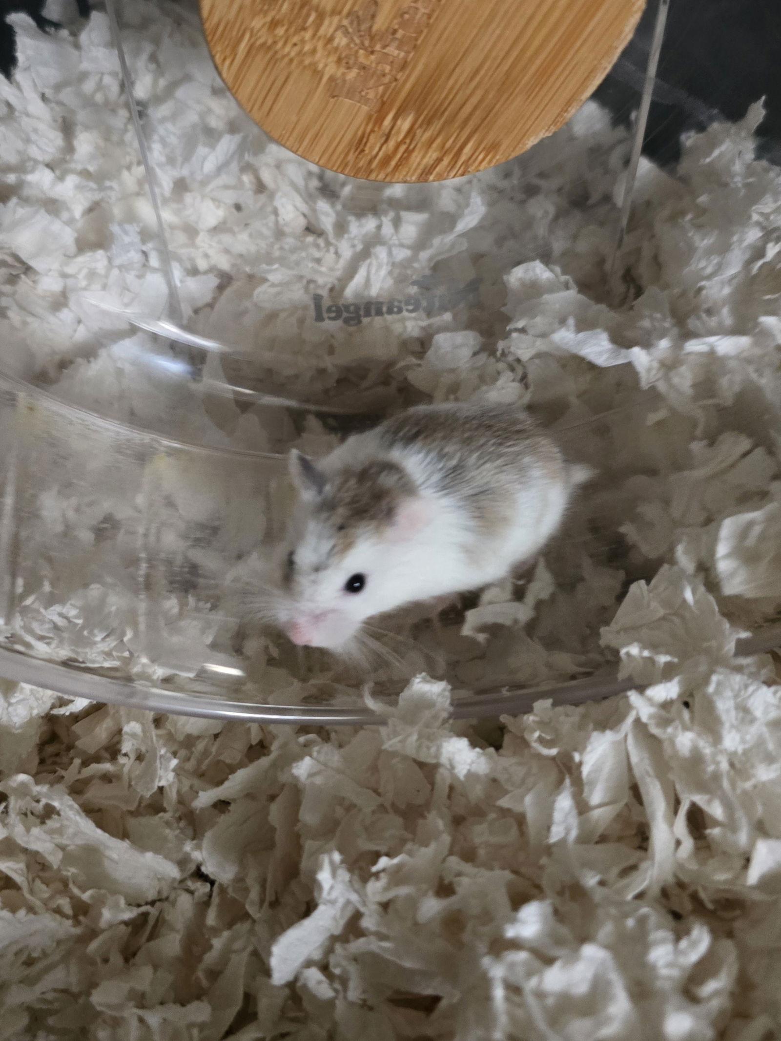 Enlarge Mercury, a Adopted mixed breed in Philadelphia, PA image 3/3