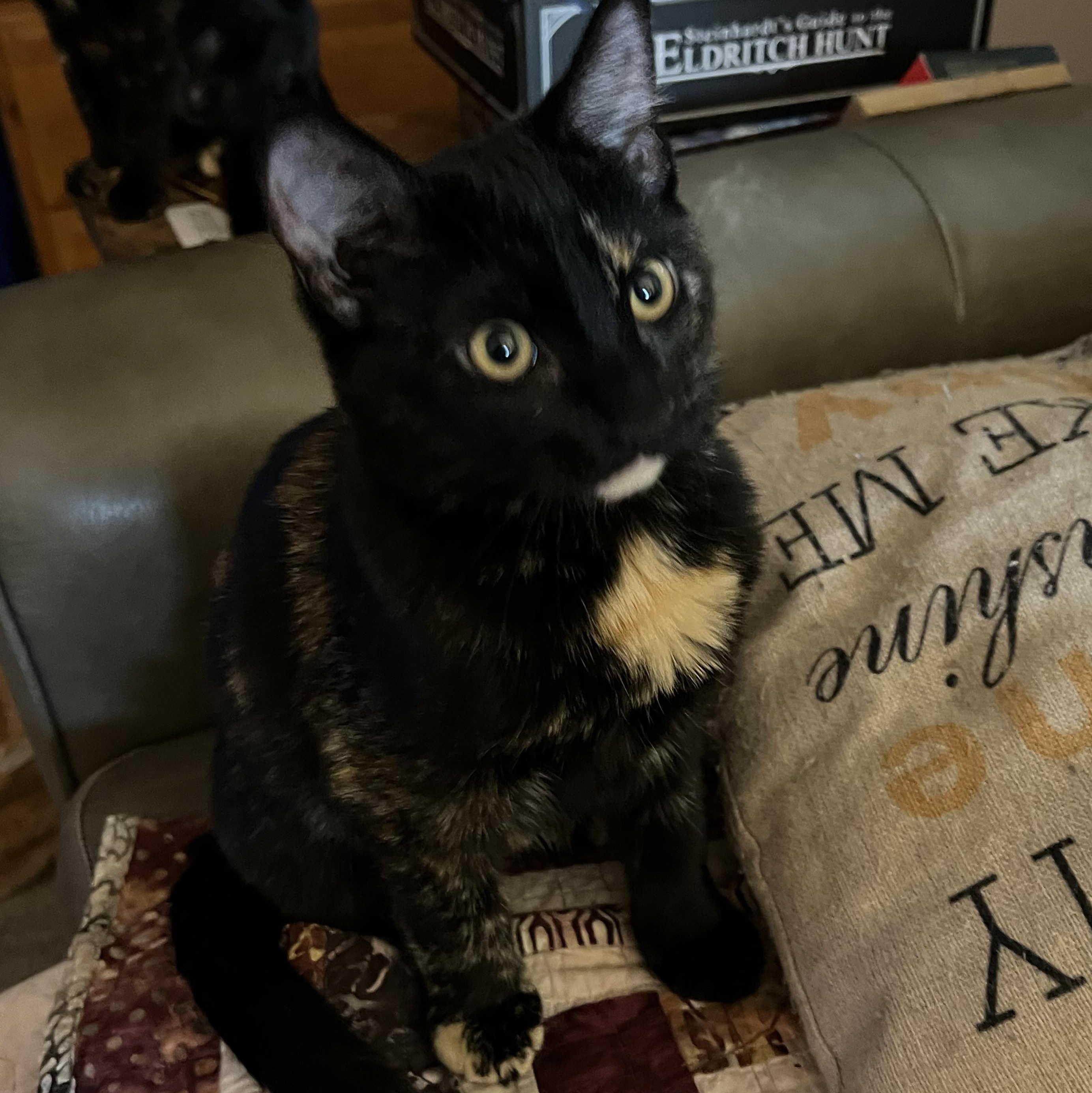 Helena bonded to Stephanie - Adoptable Pet | Petfinder